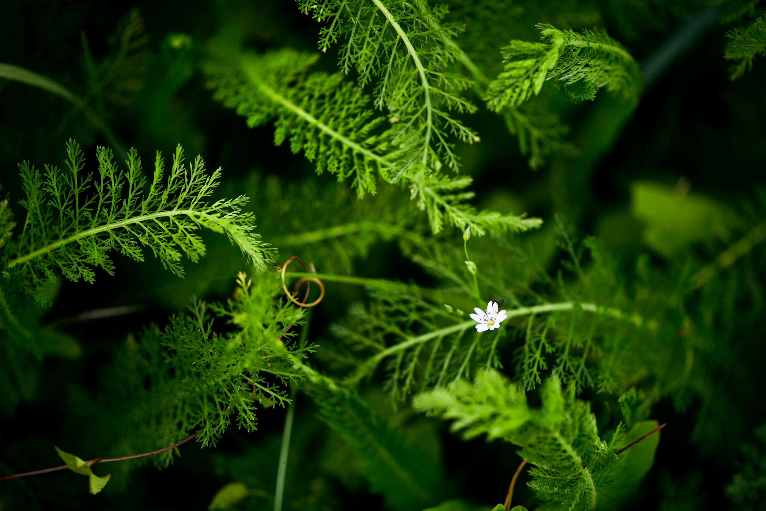 Flowers. Nature and macro photography by Elena Zhukova