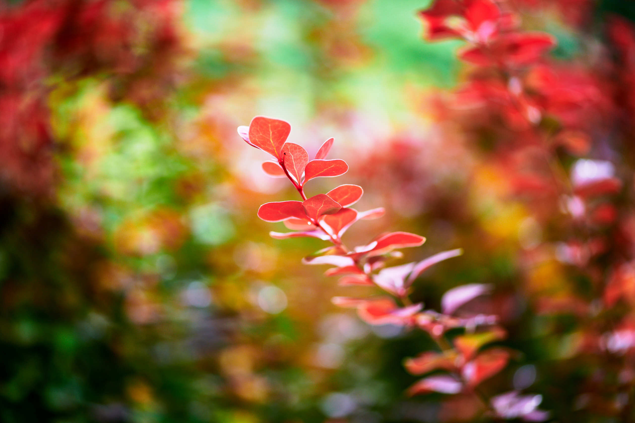 Leaves. Nature and macro photography by Elena Zhukova