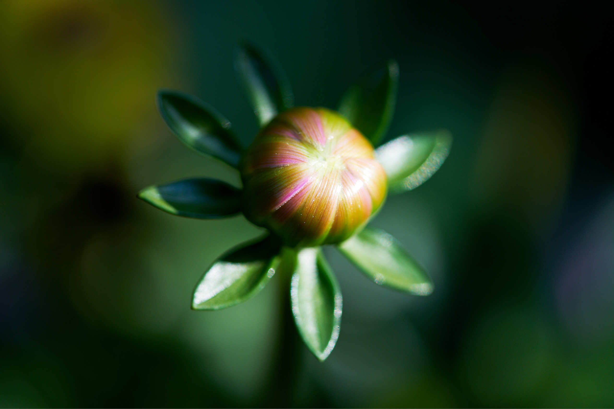 Flowers. Nature and macro photography by Elena Zhukova