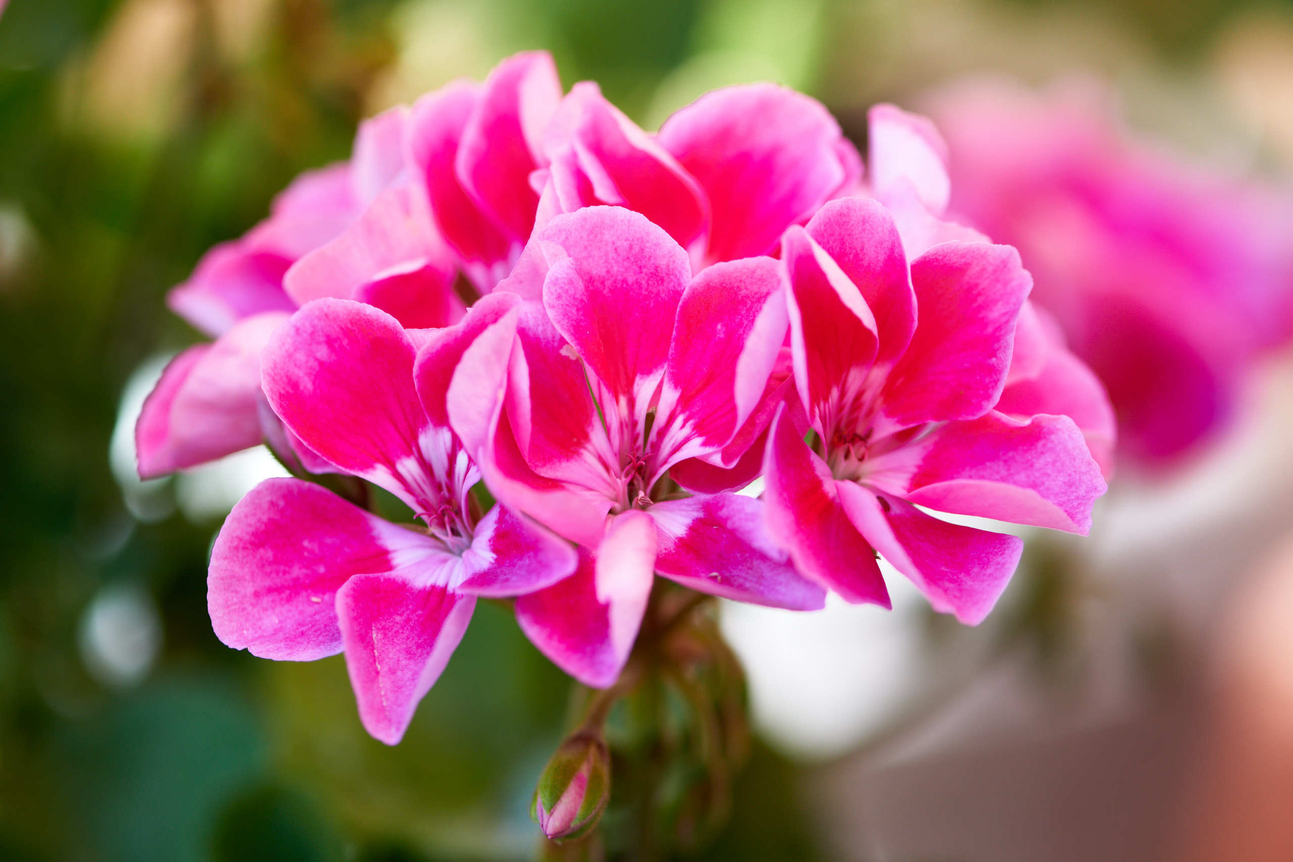 Flowers. Nature and macro photography by Elena Zhukova