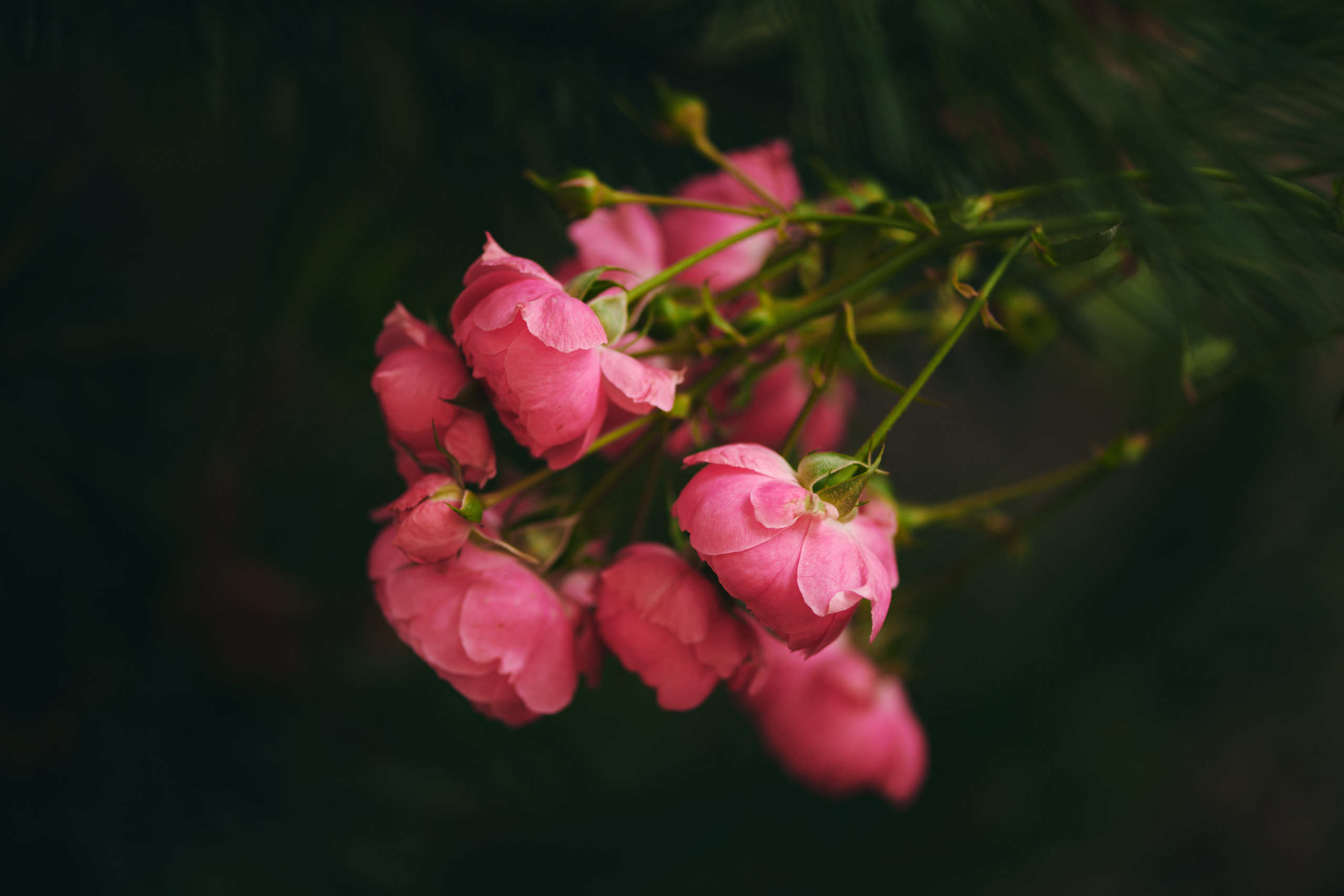 Roses. Nature and macro photography by Elena Zhukova
