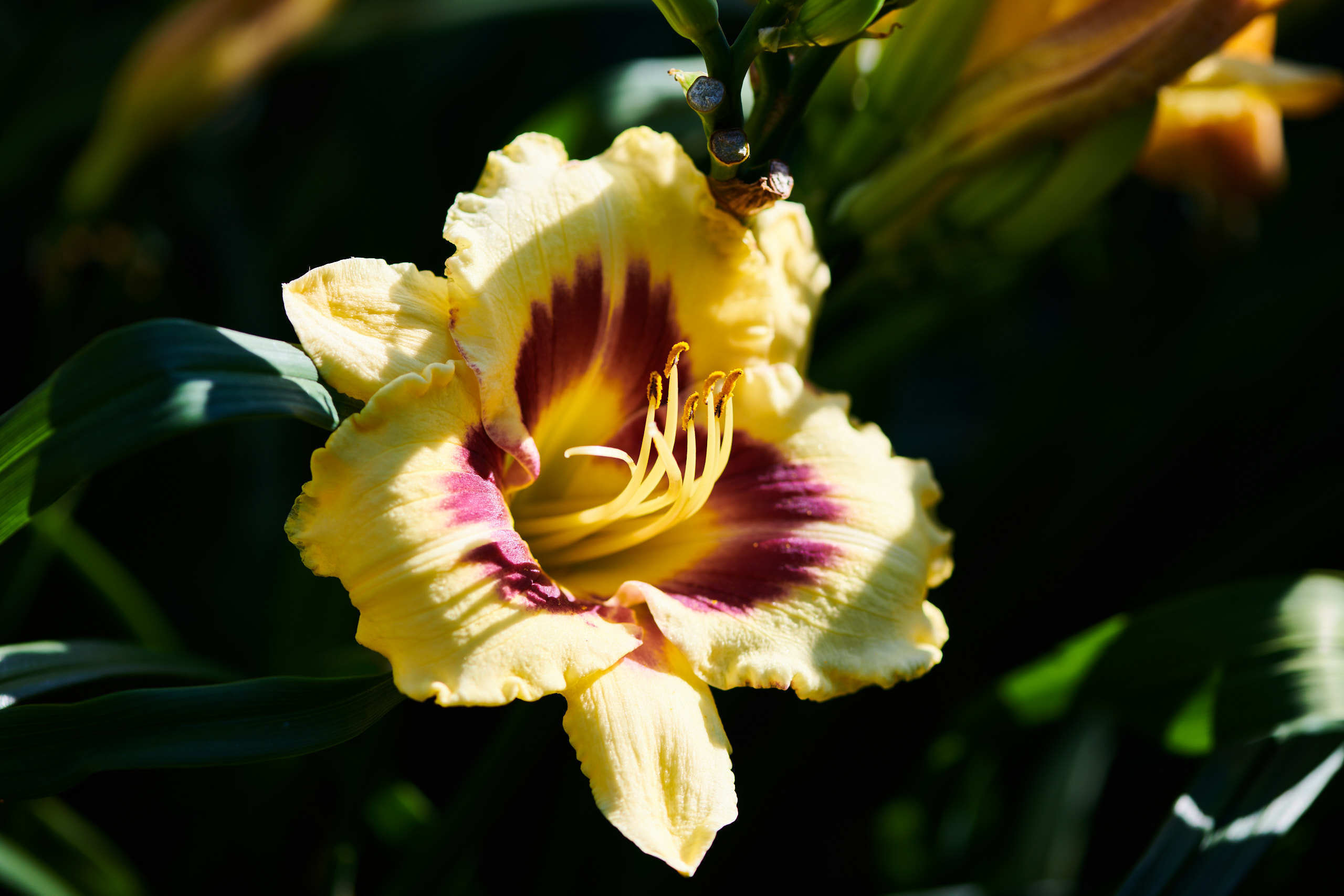 Flowers. Nature and macro photography by Elena Zhukova