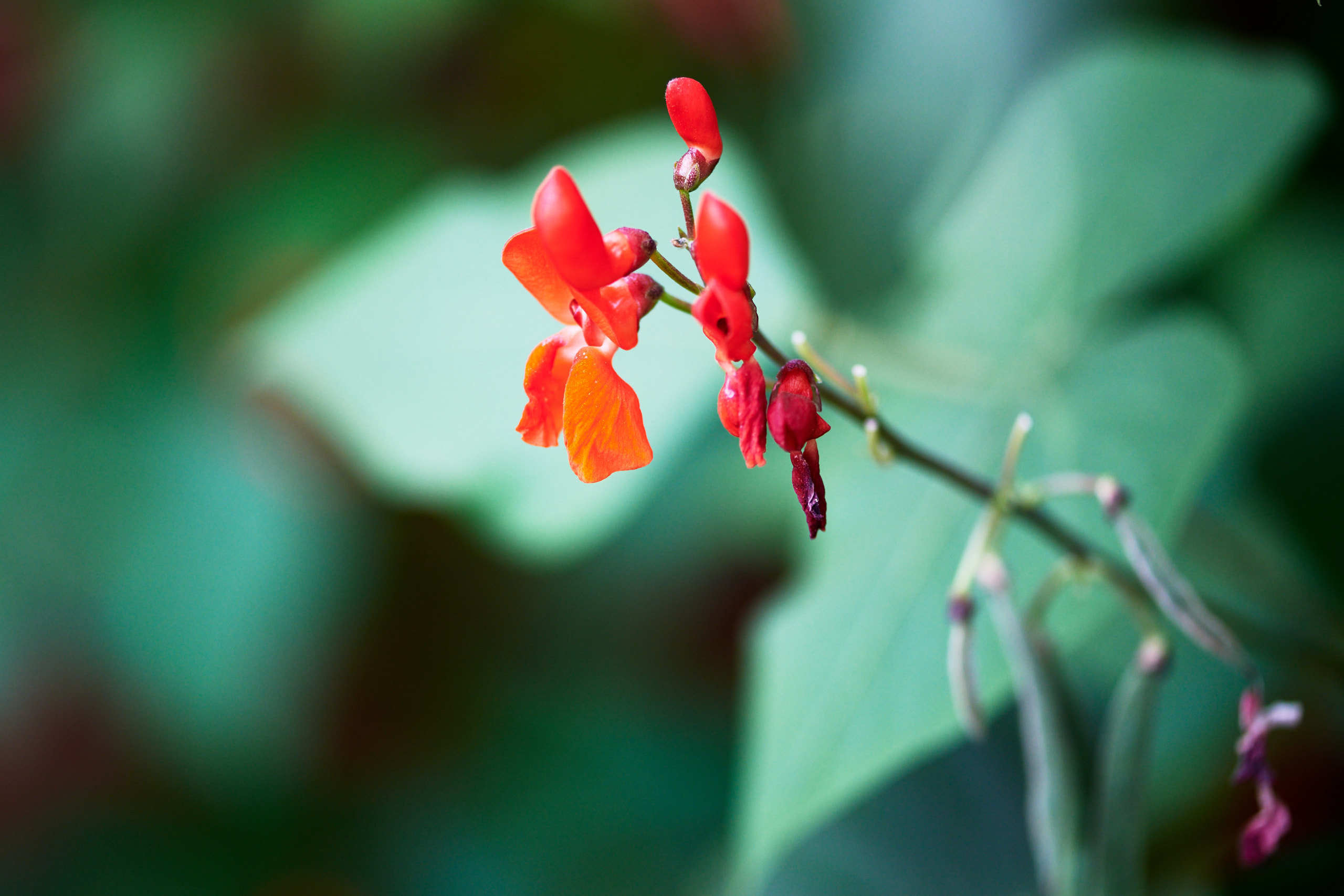 Flowers. Nature and macro photography by Elena Zhukova