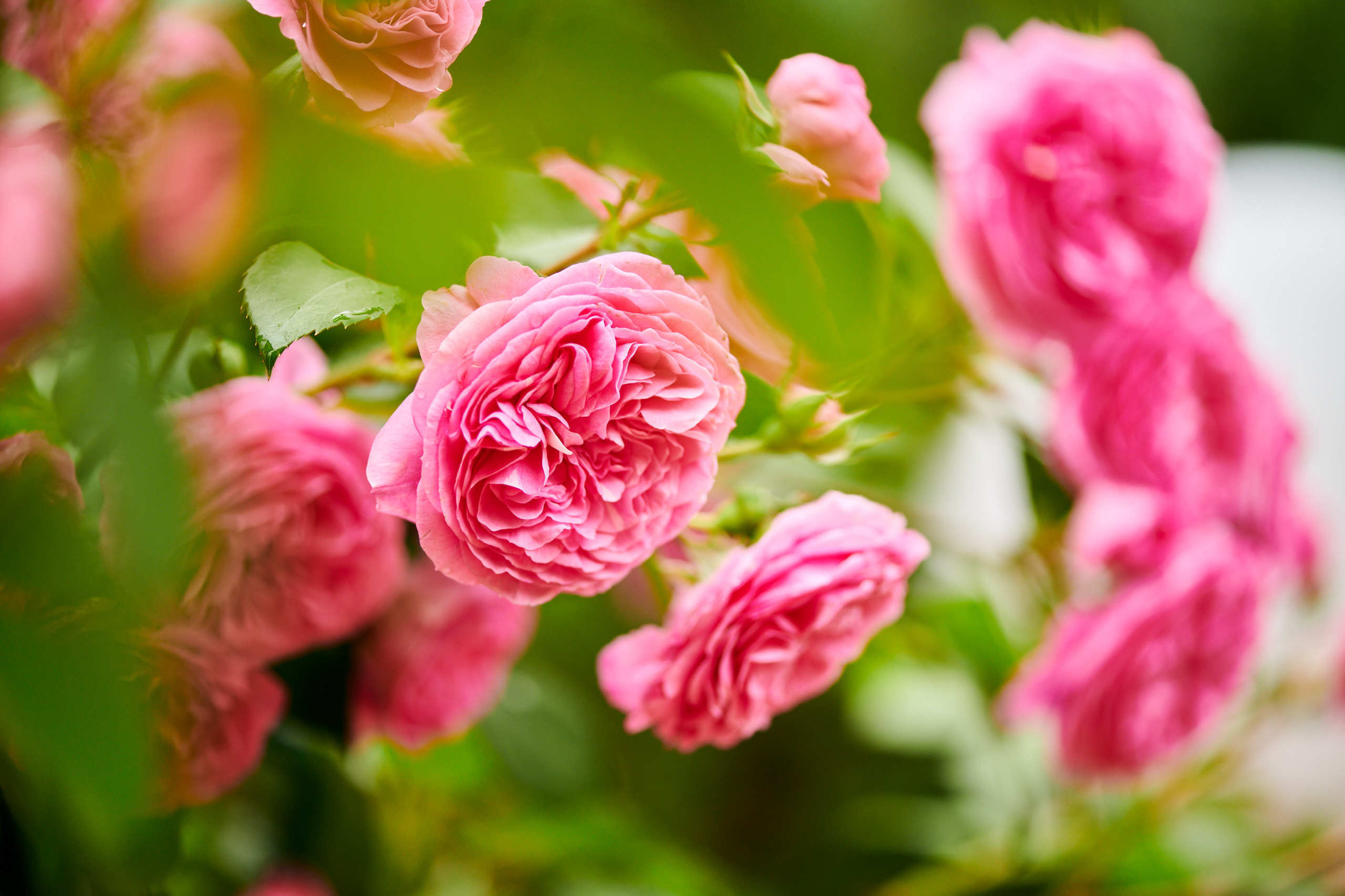 Roses. Nature and macro photography by Elena Zhukova