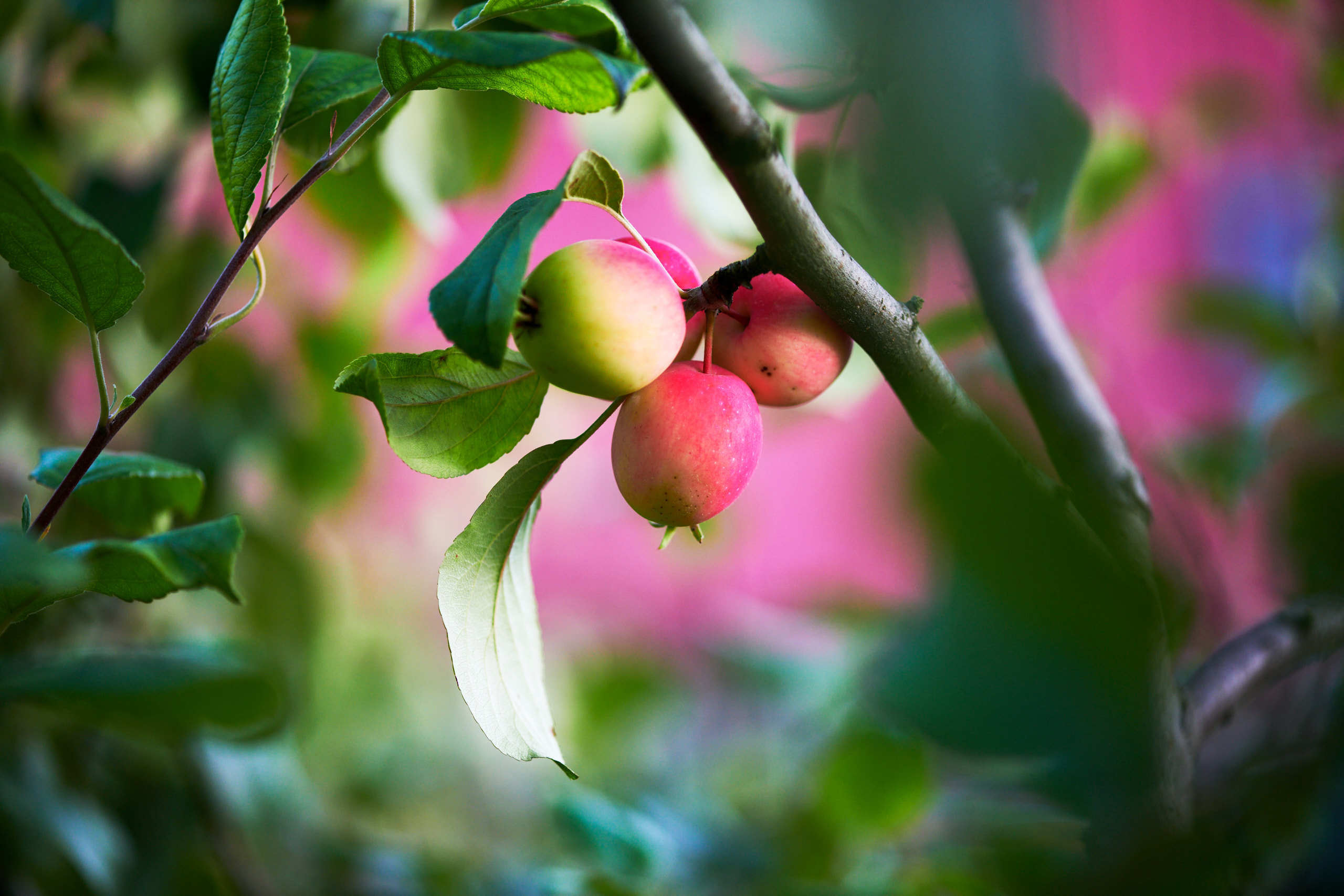 Nature and macro photography by Elena Zhukova