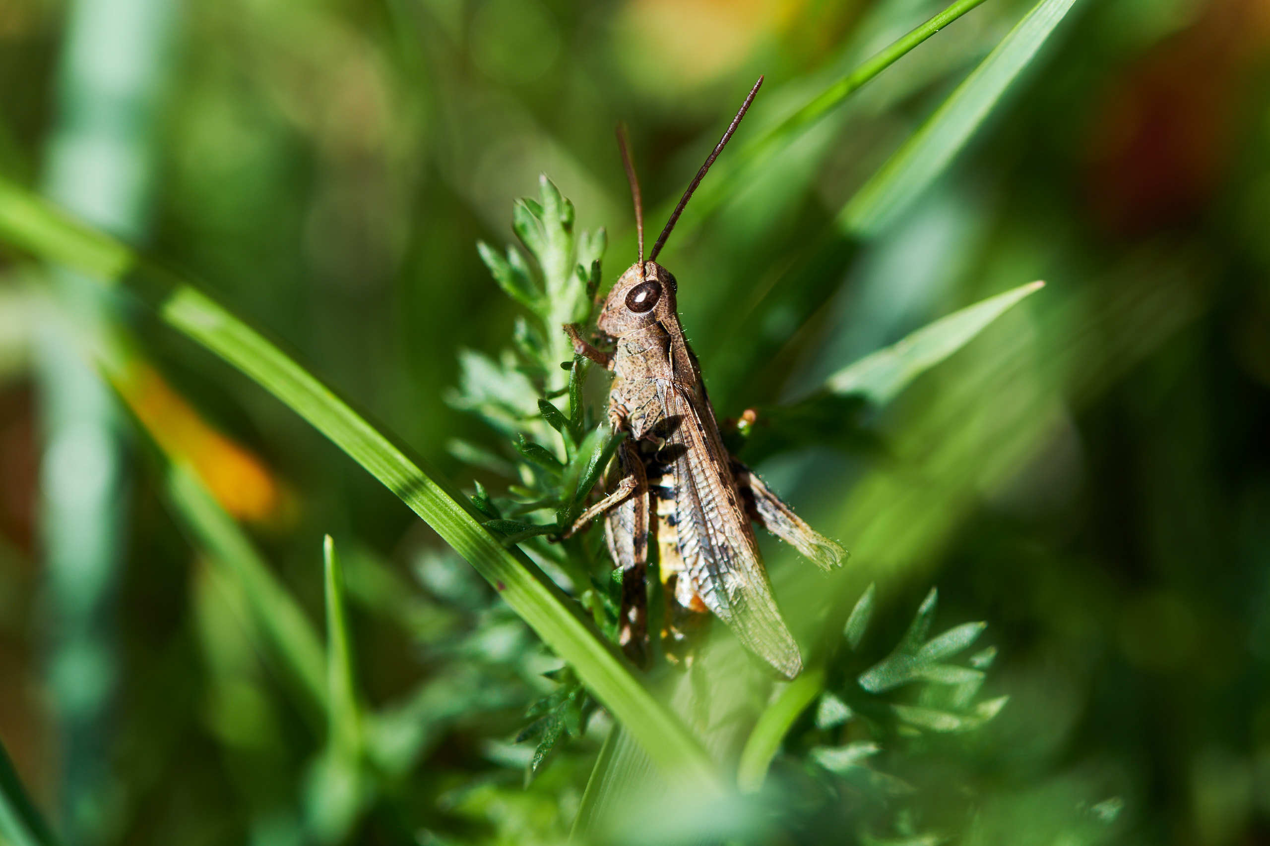 Small world. Nature and macro photography by Elena Zhukova