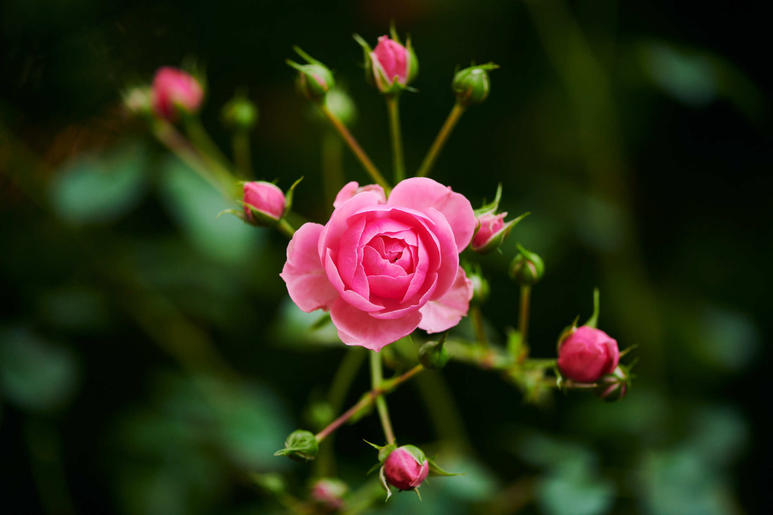 Roses. Nature and macro photography by Elena Zhukova
