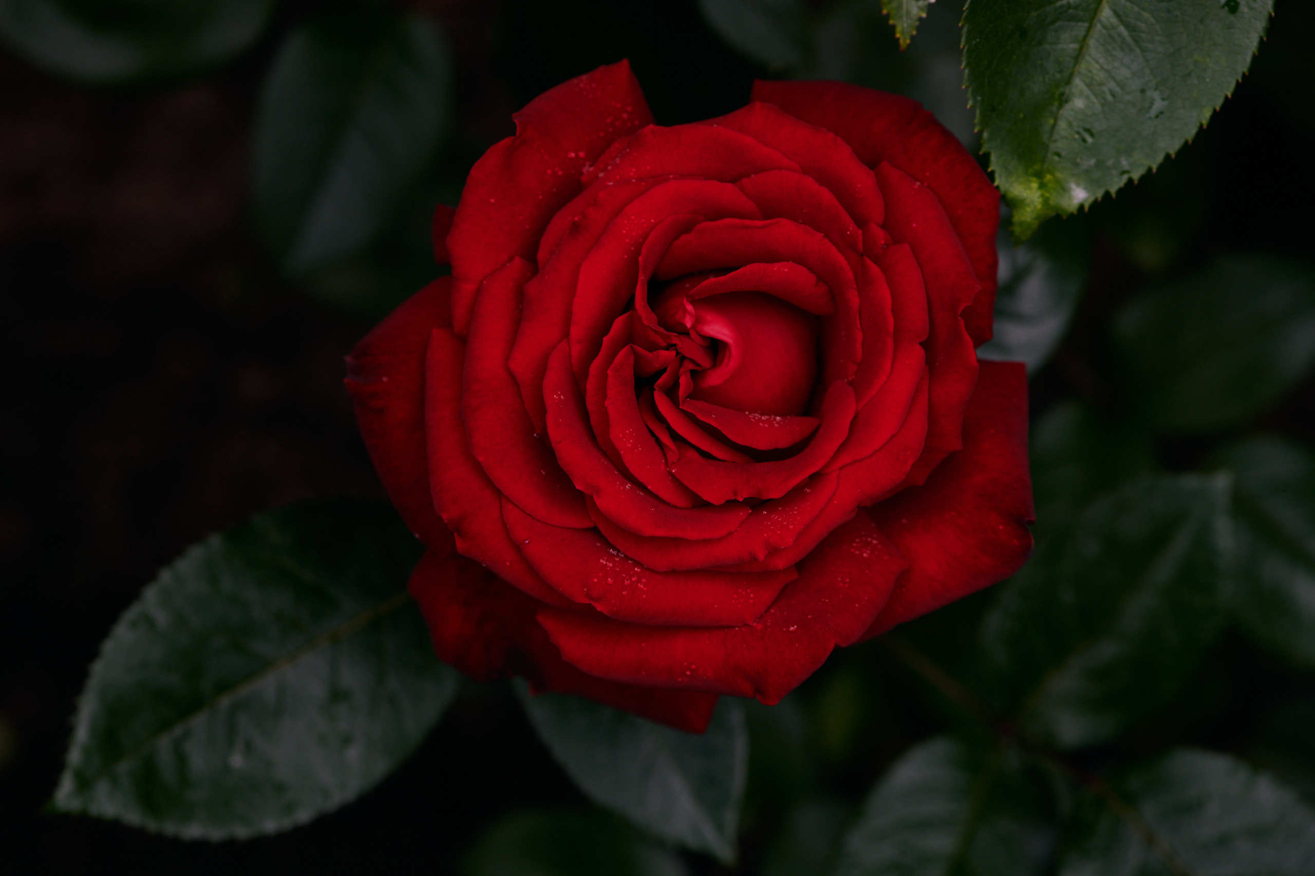Roses. Nature and macro photography by Elena Zhukova