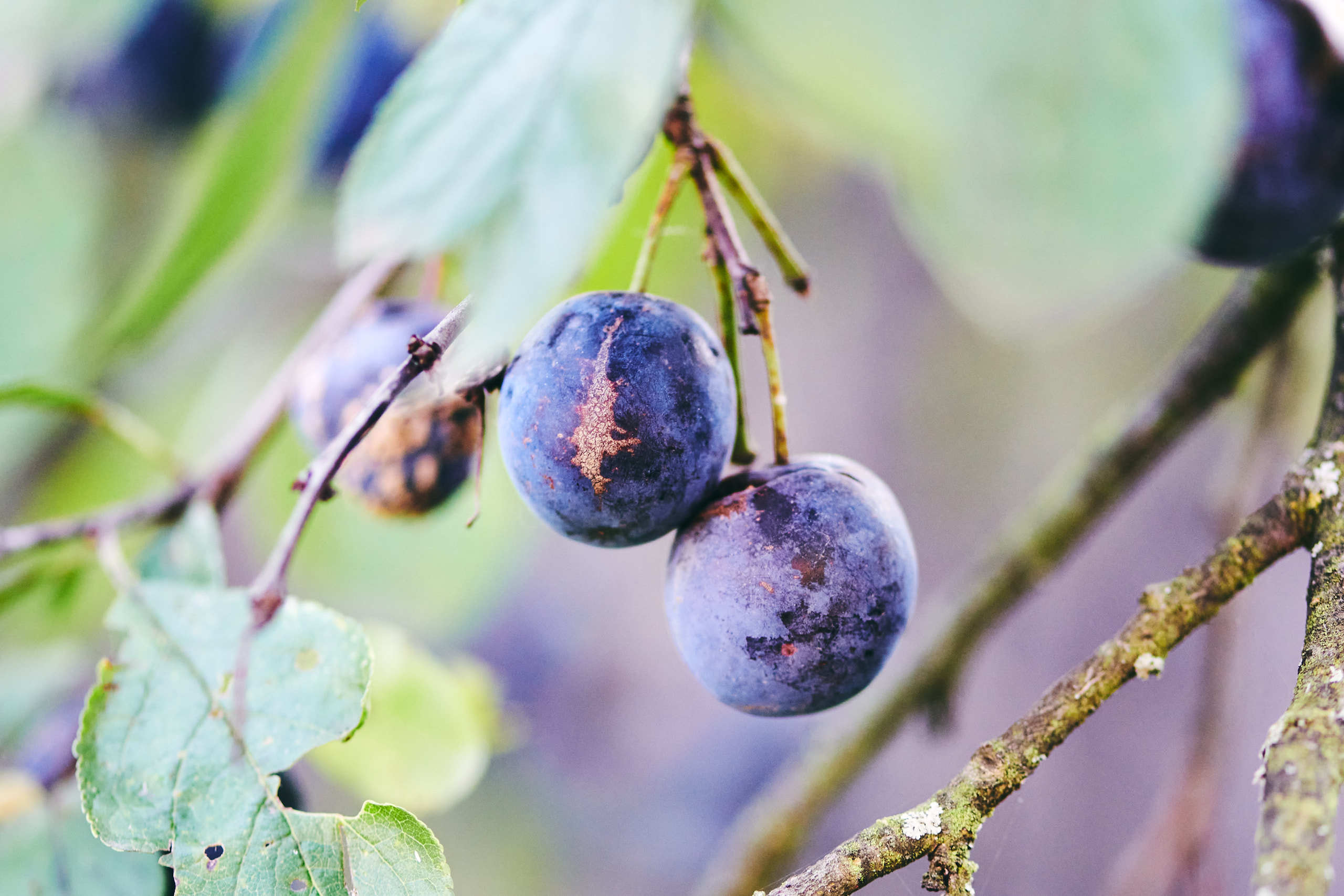 Harvest. Nature and macro photography by Elena Zhukova