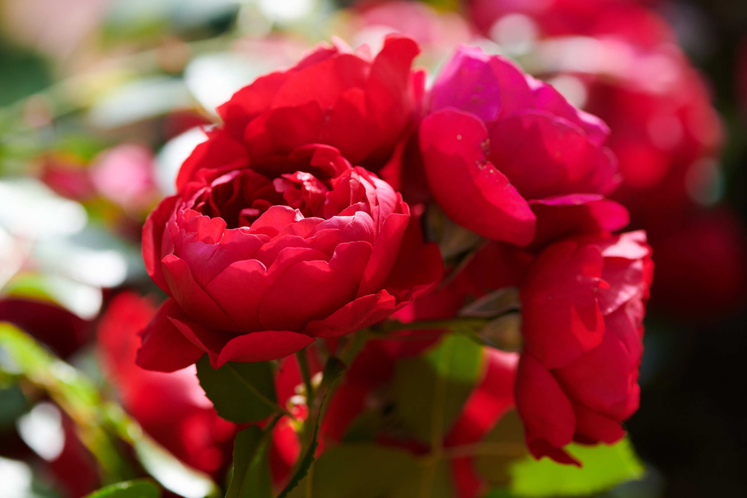 Roses. Nature and macro photography by Elena Zhukova