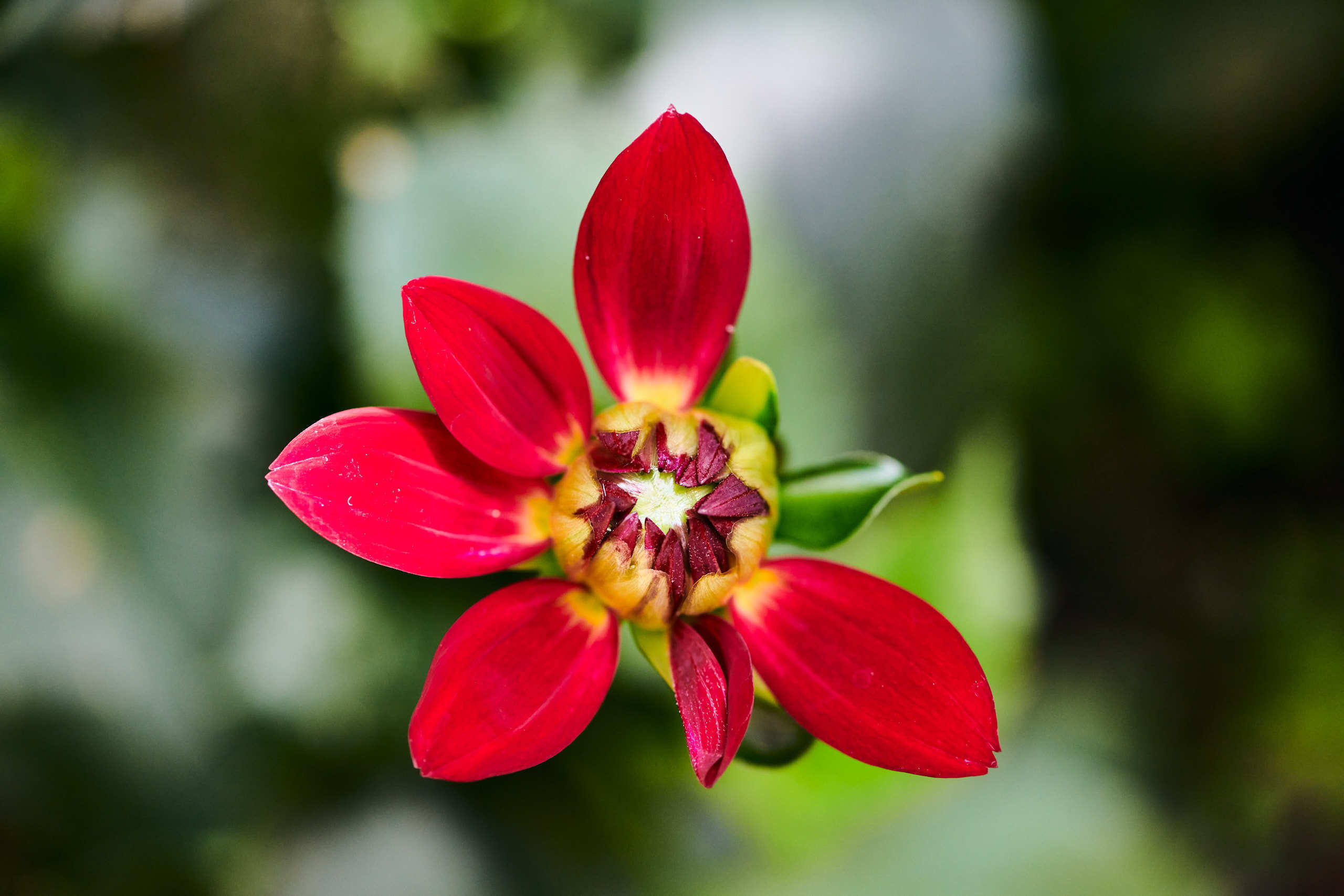 Flowers. Nature and macro photography by Elena Zhukova