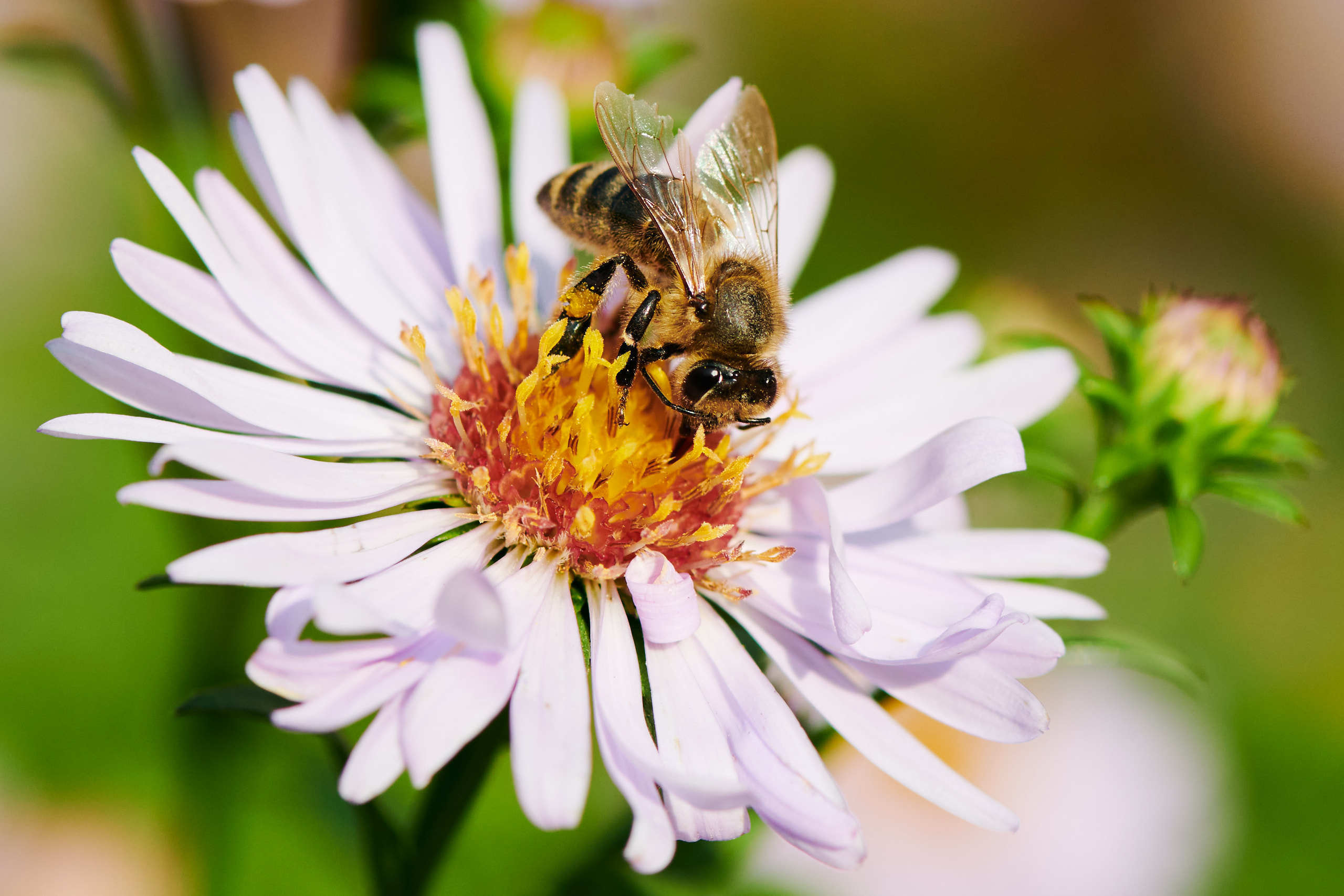 Small world. Nature and macro photography by Elena Zhukova