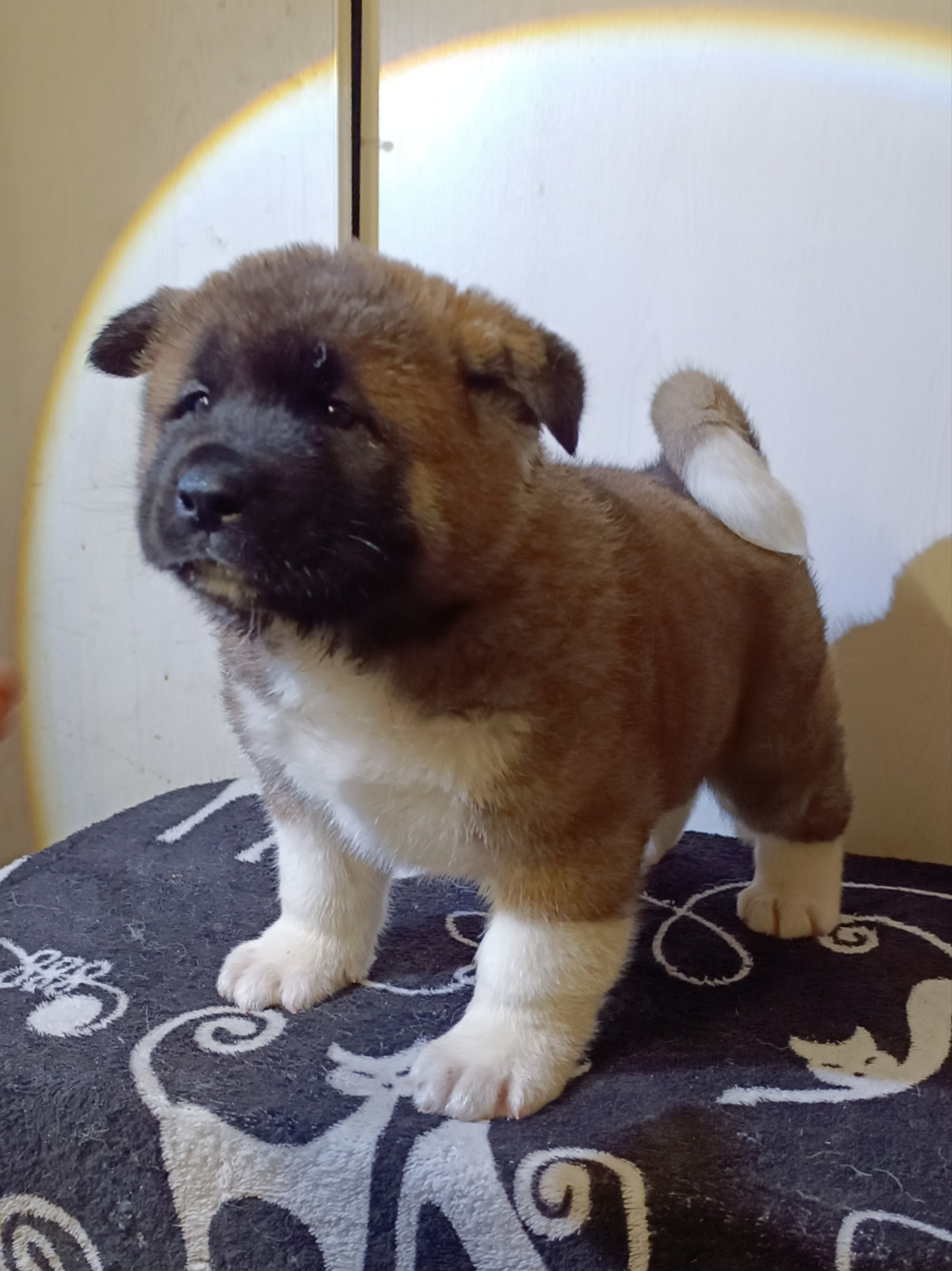 Rubylight Cirrus. Американская акита I Сиба ину I Питомник RUBYLIGHT