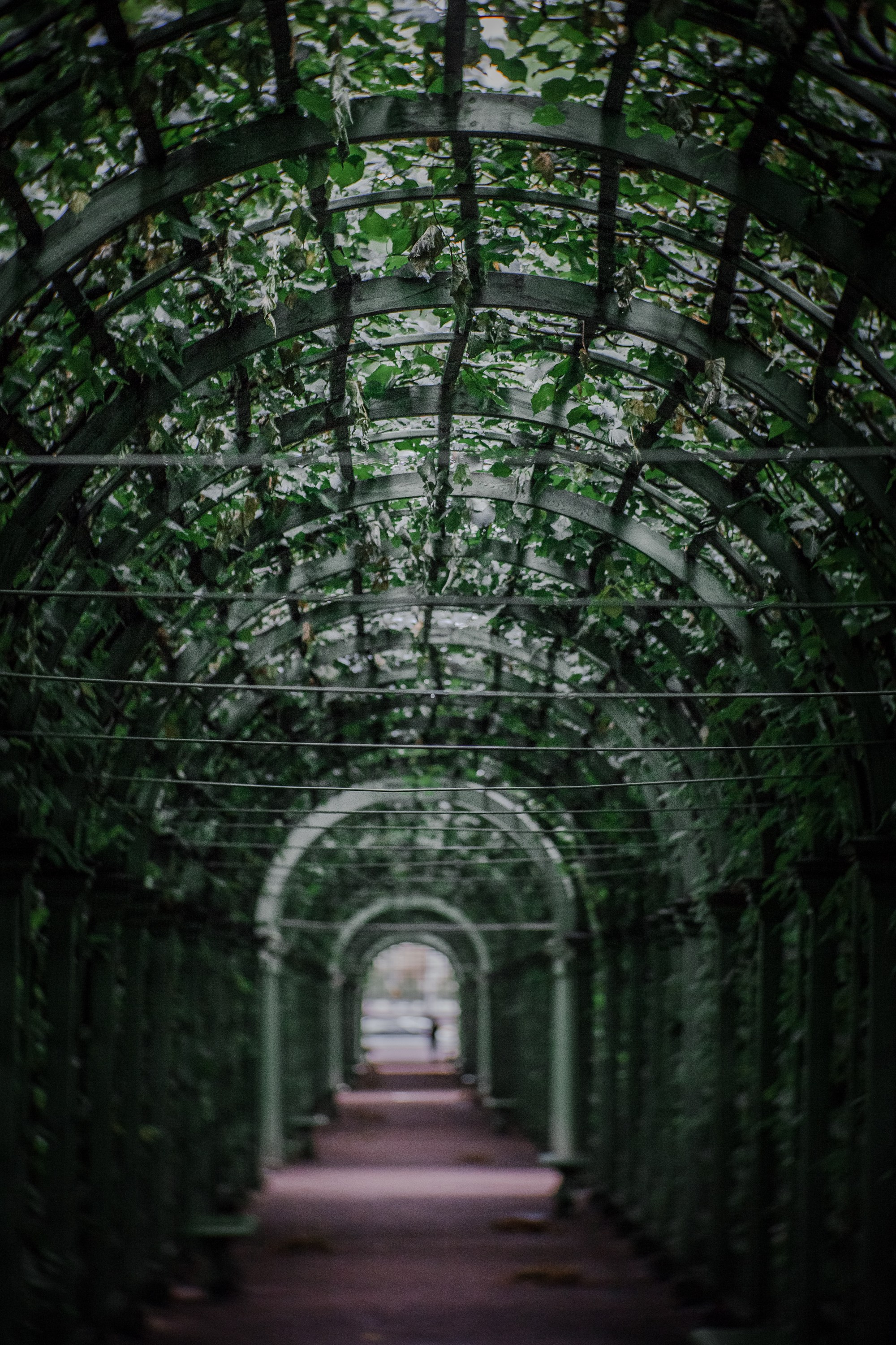 «Летний сад- моими глазами…». Туманов Виталий — фотограф Москва