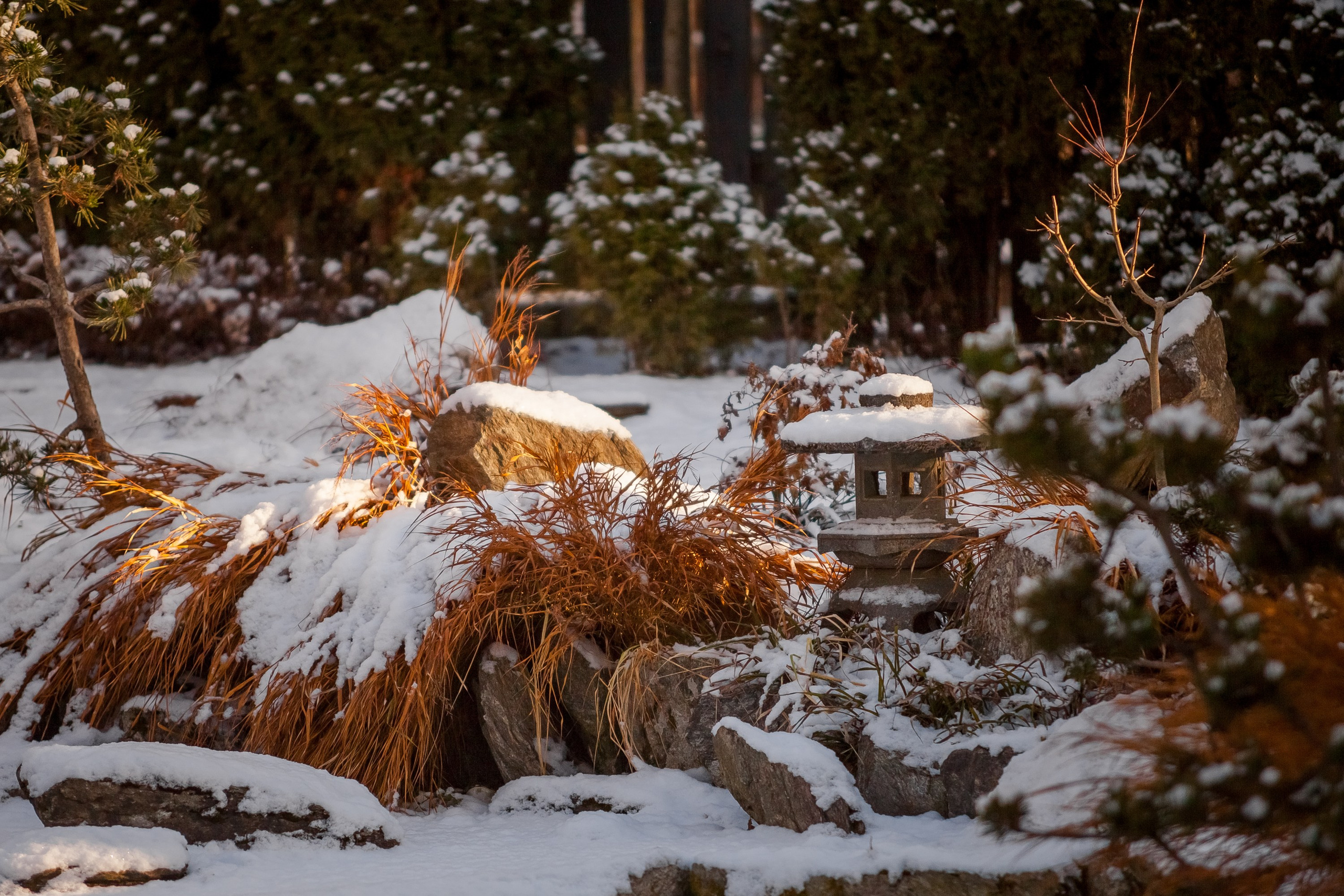 Спящий сад, Елены Асташкиной. Туманов Виталий — фотограф Москва