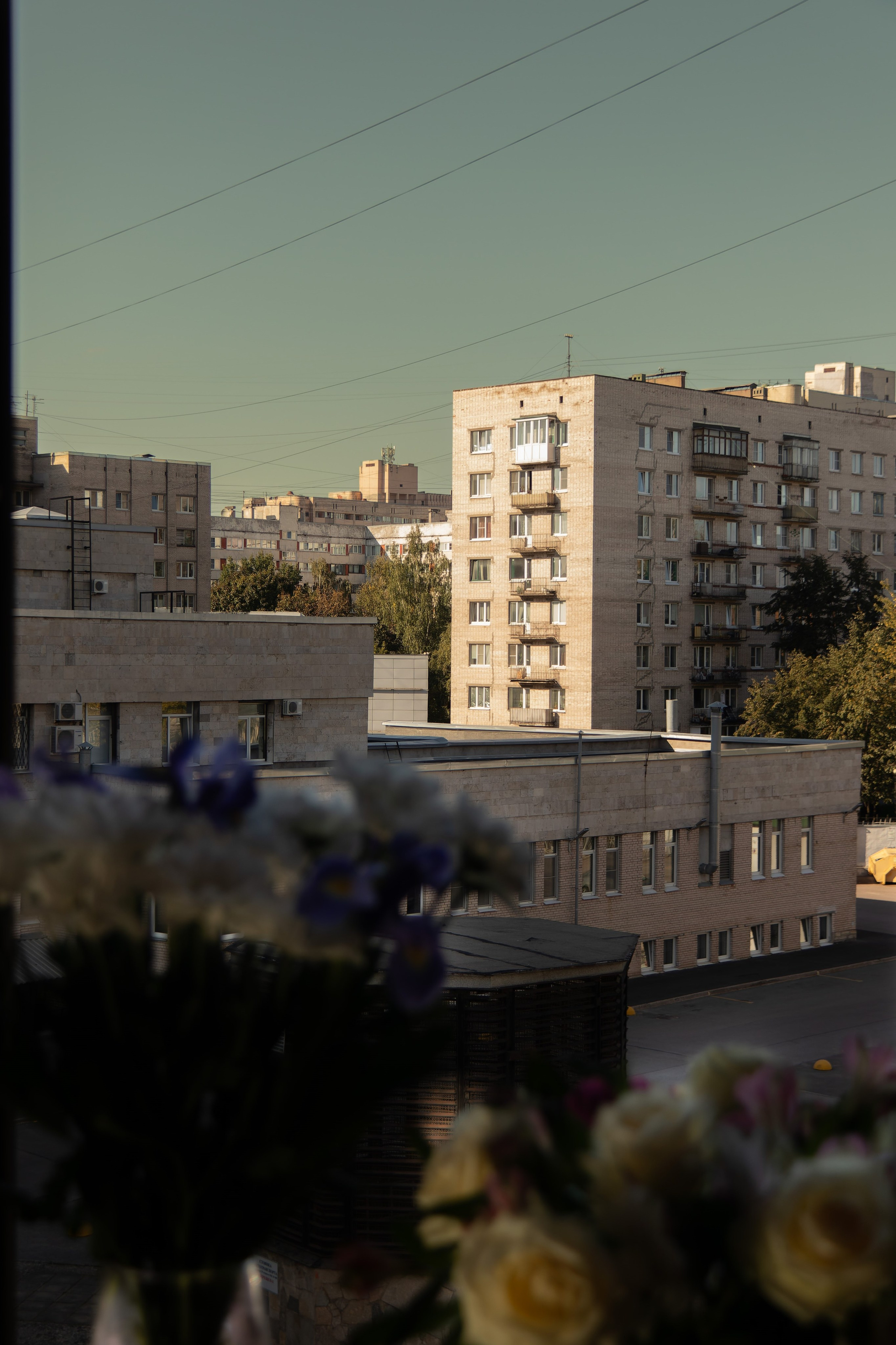 Из наблюдений. Плак или Квак