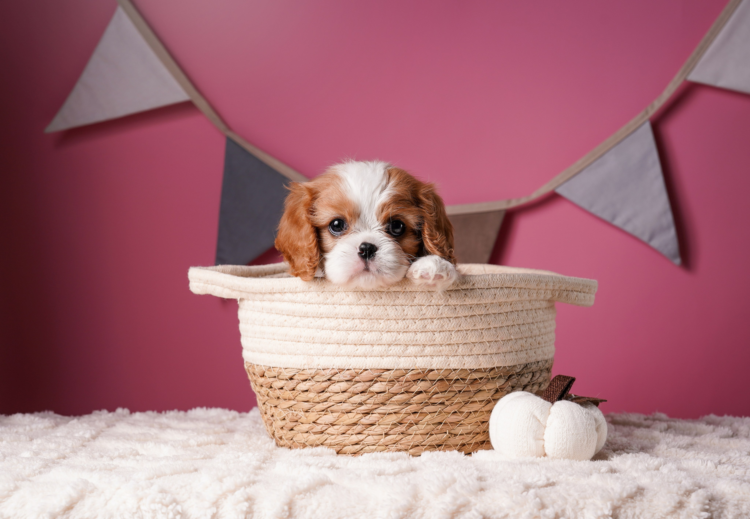 Щенки кавалера. Фотограф-анималист в Санкт-Петербурге Яна Мартынова