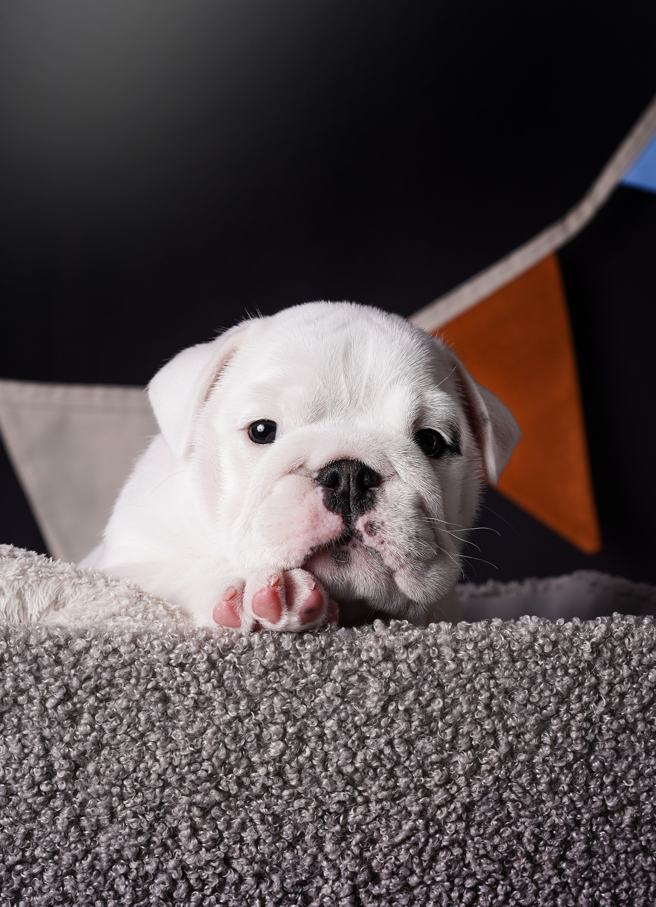 Щенки бульдога. Фотограф-анималист в Санкт-Петербурге Яна Мартынова