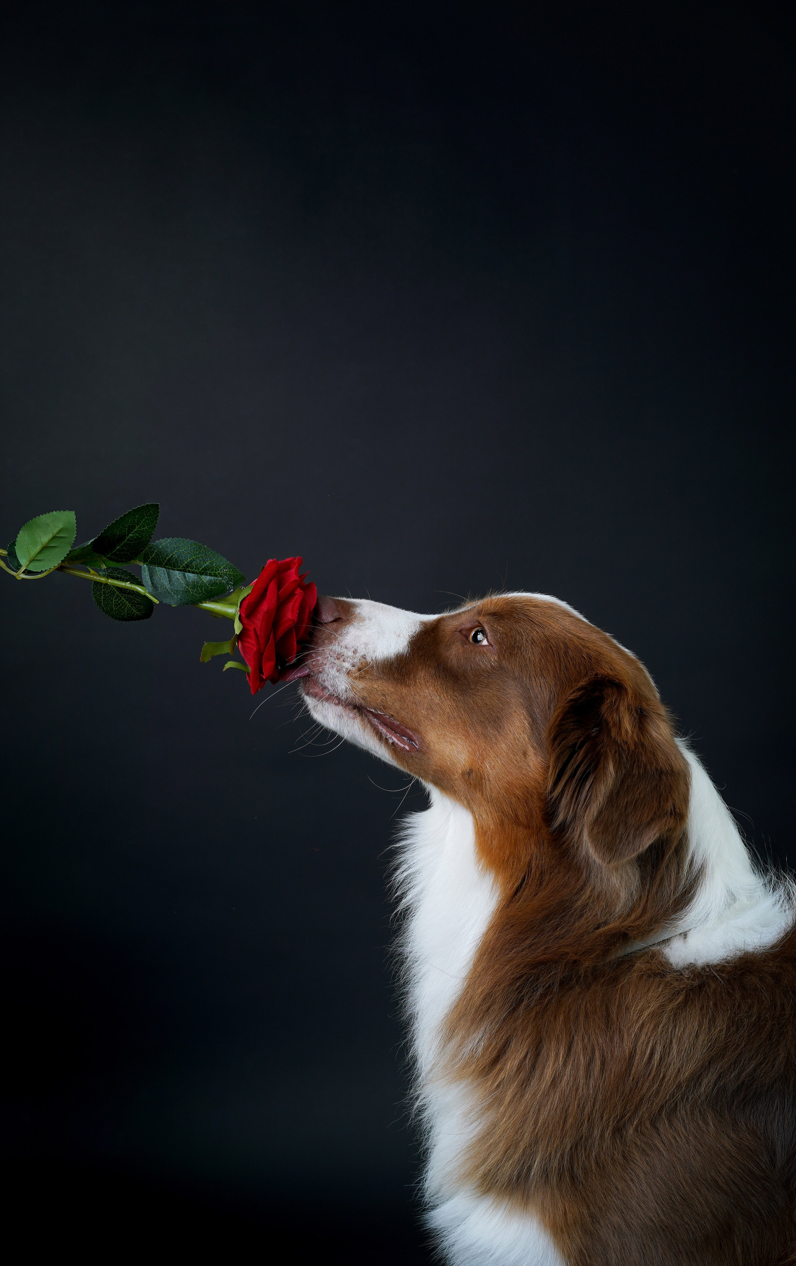 Ксюша, сиба Тэффи и австралийцы Арчи и Нэо. Фотограф-анималист в Санкт-Петербурге Яна Мартынова