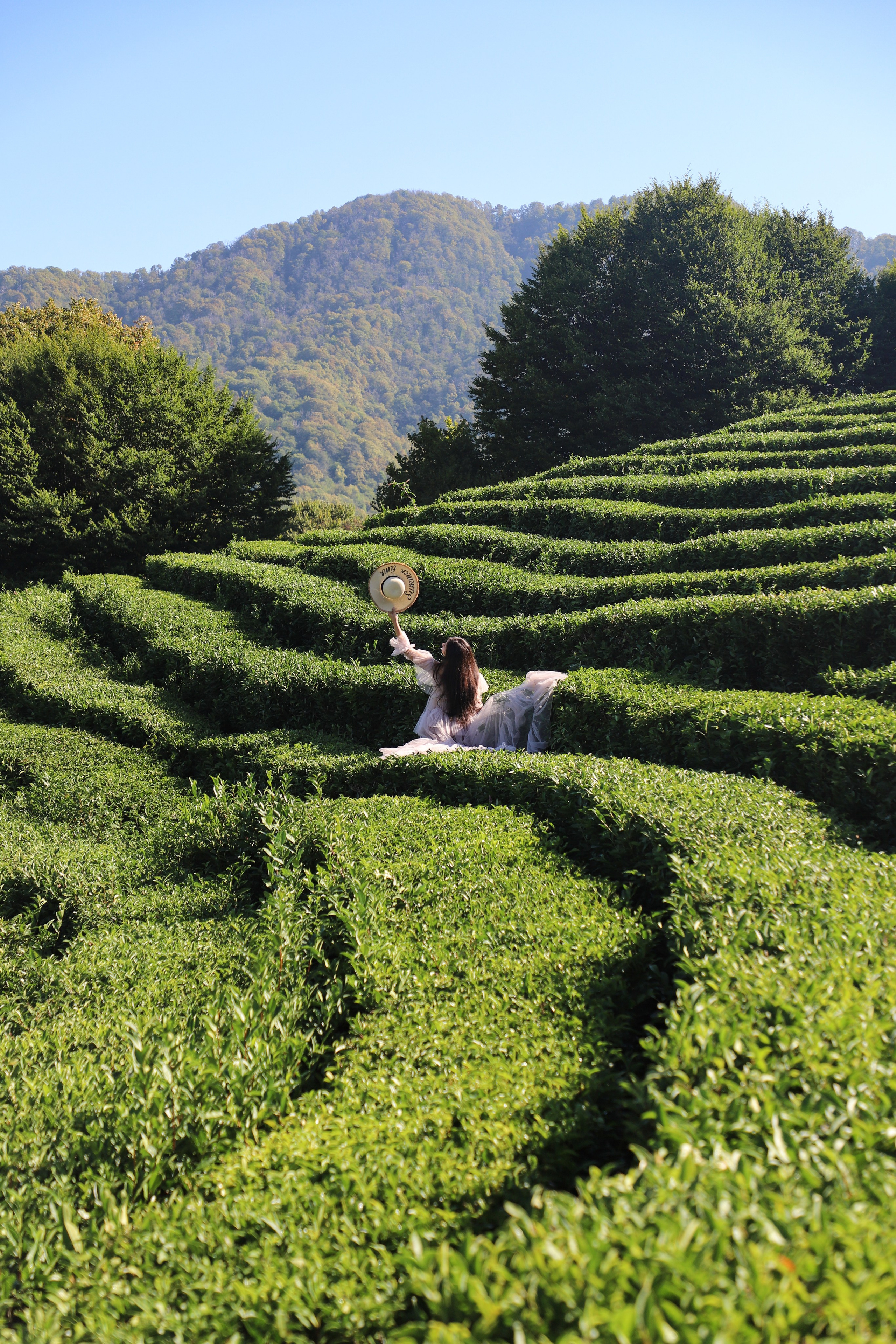 Беремняшка Мацеста чайные плантации 27.08. Главная