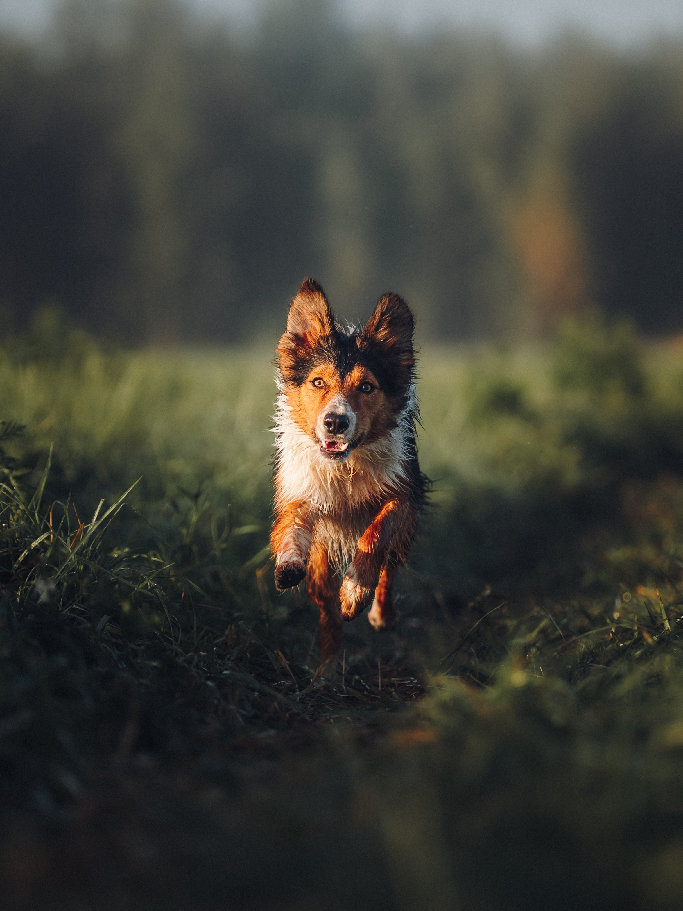 Саша, Флик и Эсприт. Семейный фотограф анималист Ананьева Мария — Москва
