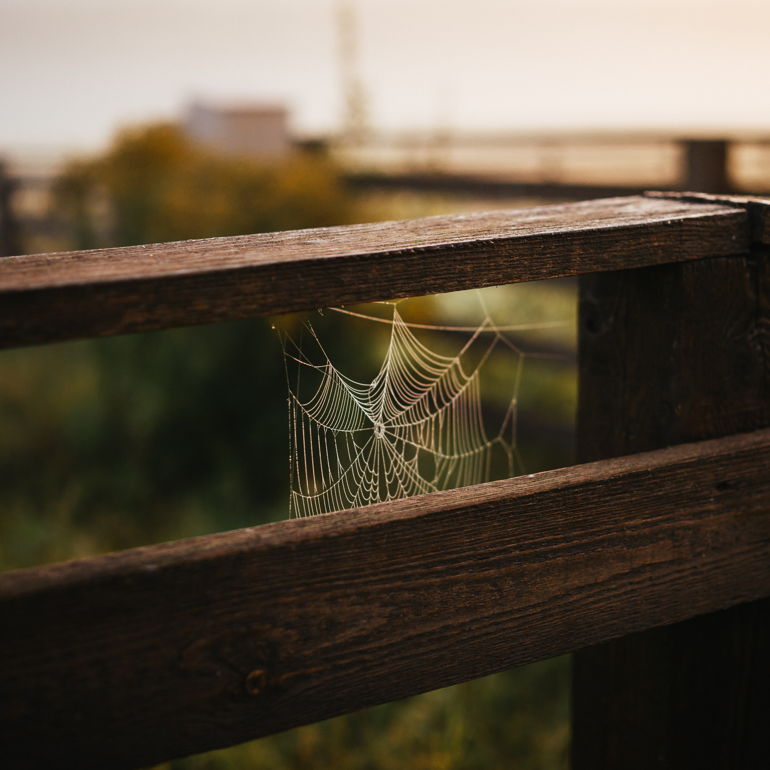 Семейная прогулка. Семейный фотограф анималист Ананьева Мария — Москва