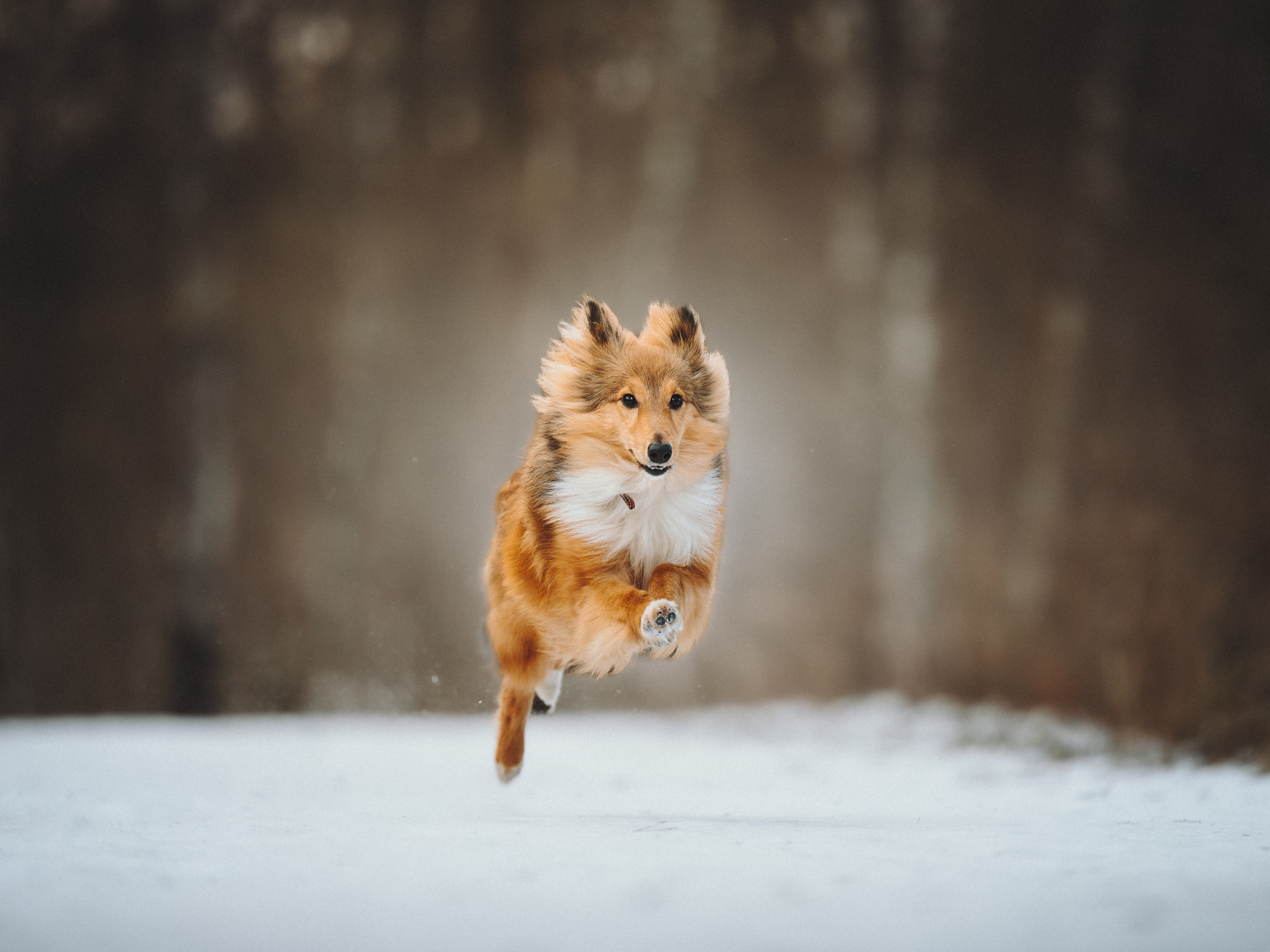 Дарья, Стас и Спика. Семейный фотограф анималист Ананьева Мария — Москва