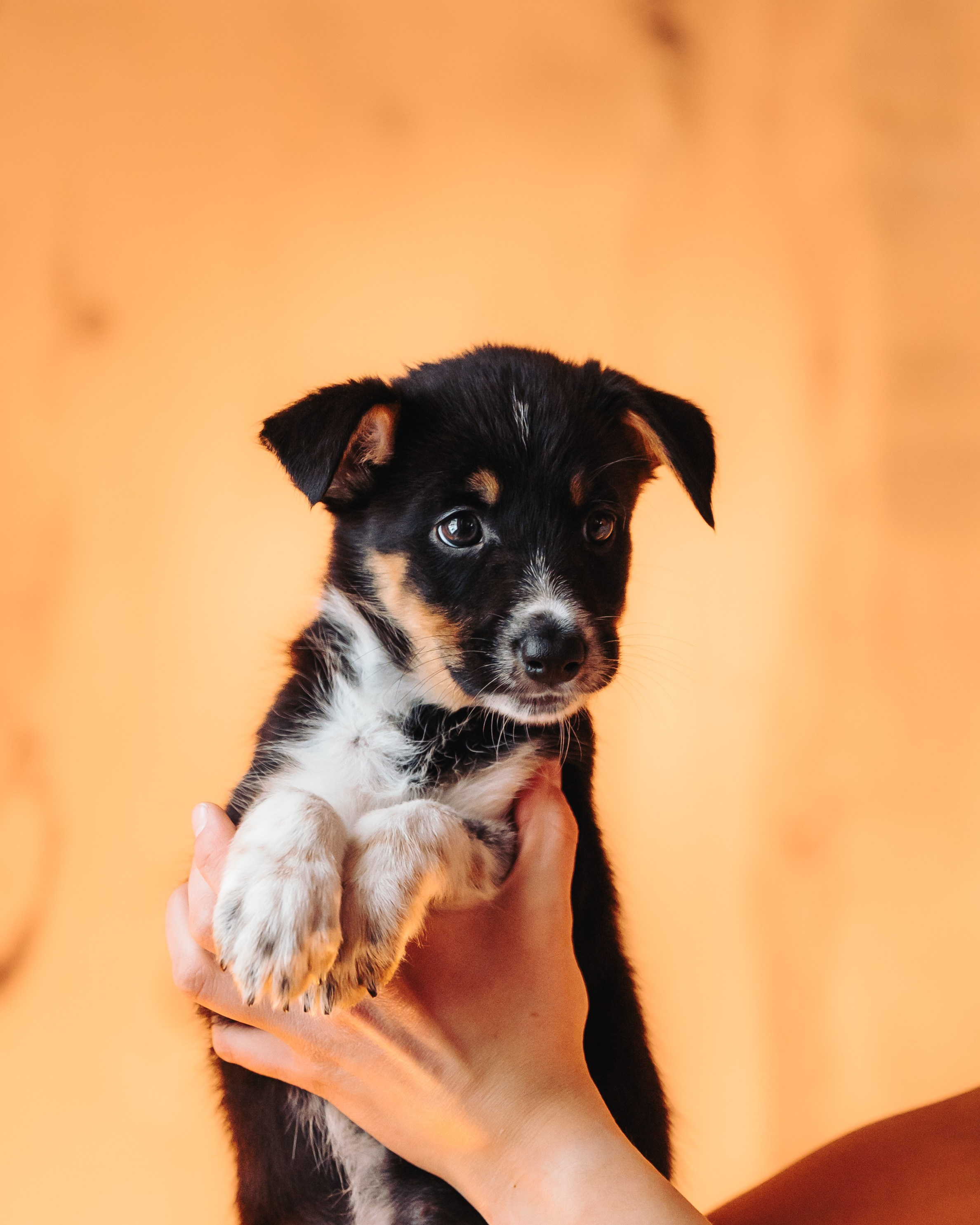 Бордер колли. Семейный фотограф анималист Ананьева Мария — Москва