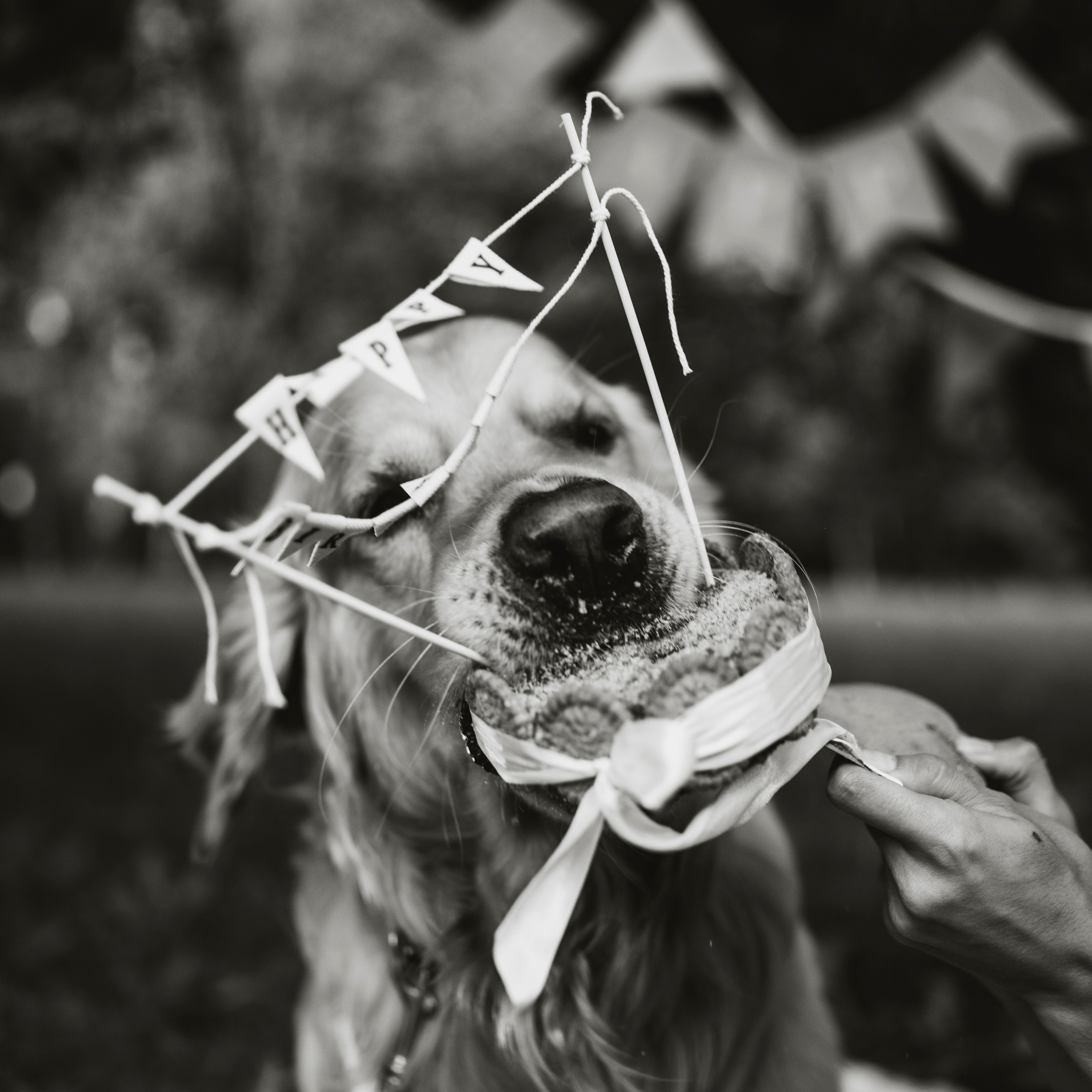 Карина, Саша и Луни. Семейный фотограф анималист Ананьева Мария — Москва
