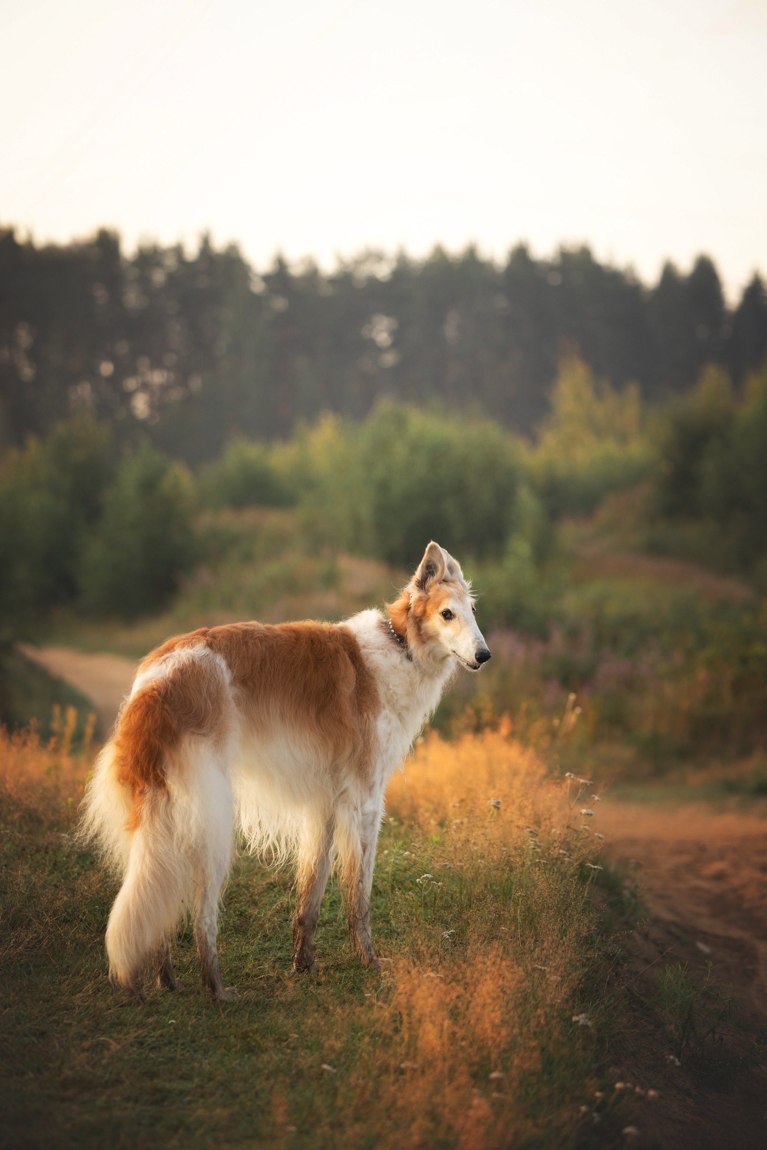 Сергей, Оксана и Жара. Фотограф анималист Осипчикова Мария