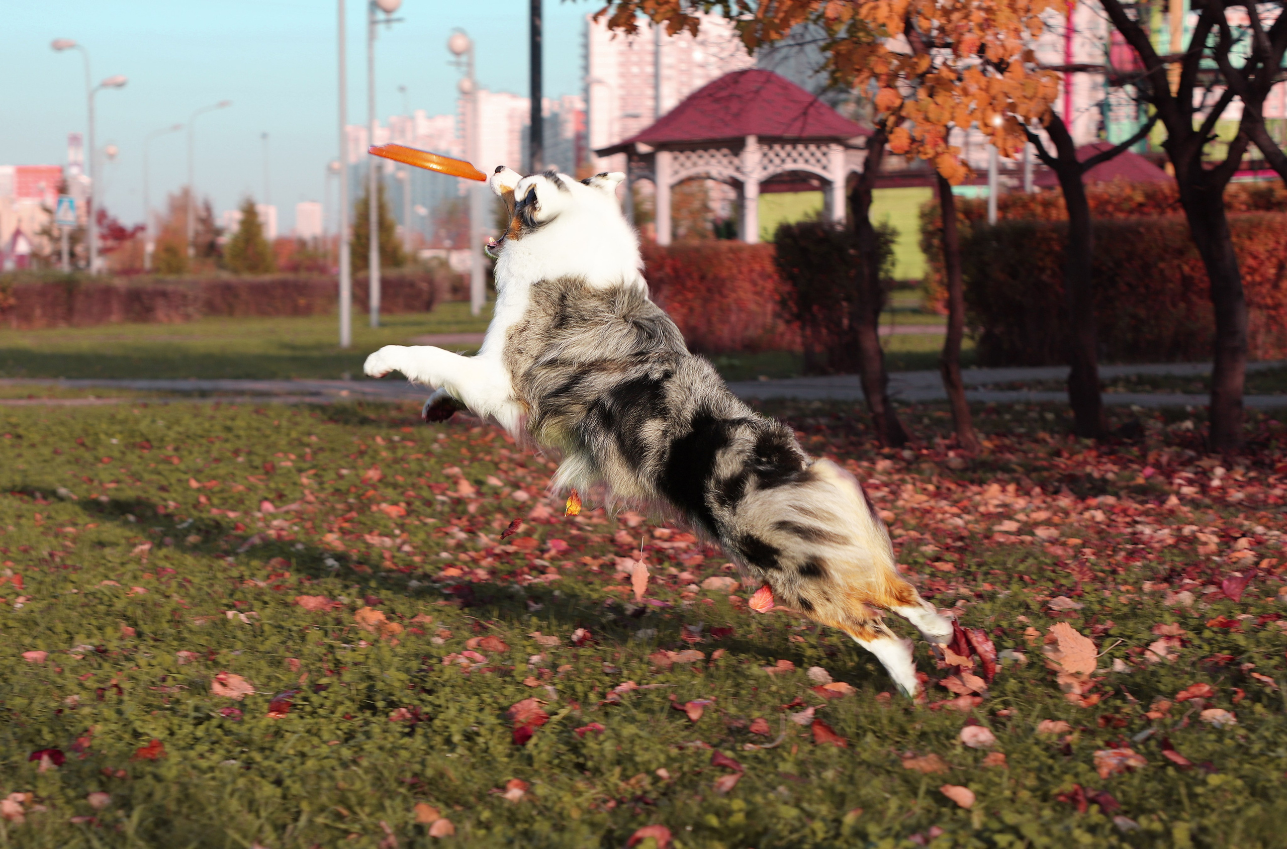 Рысь. BLGKV питомник собак