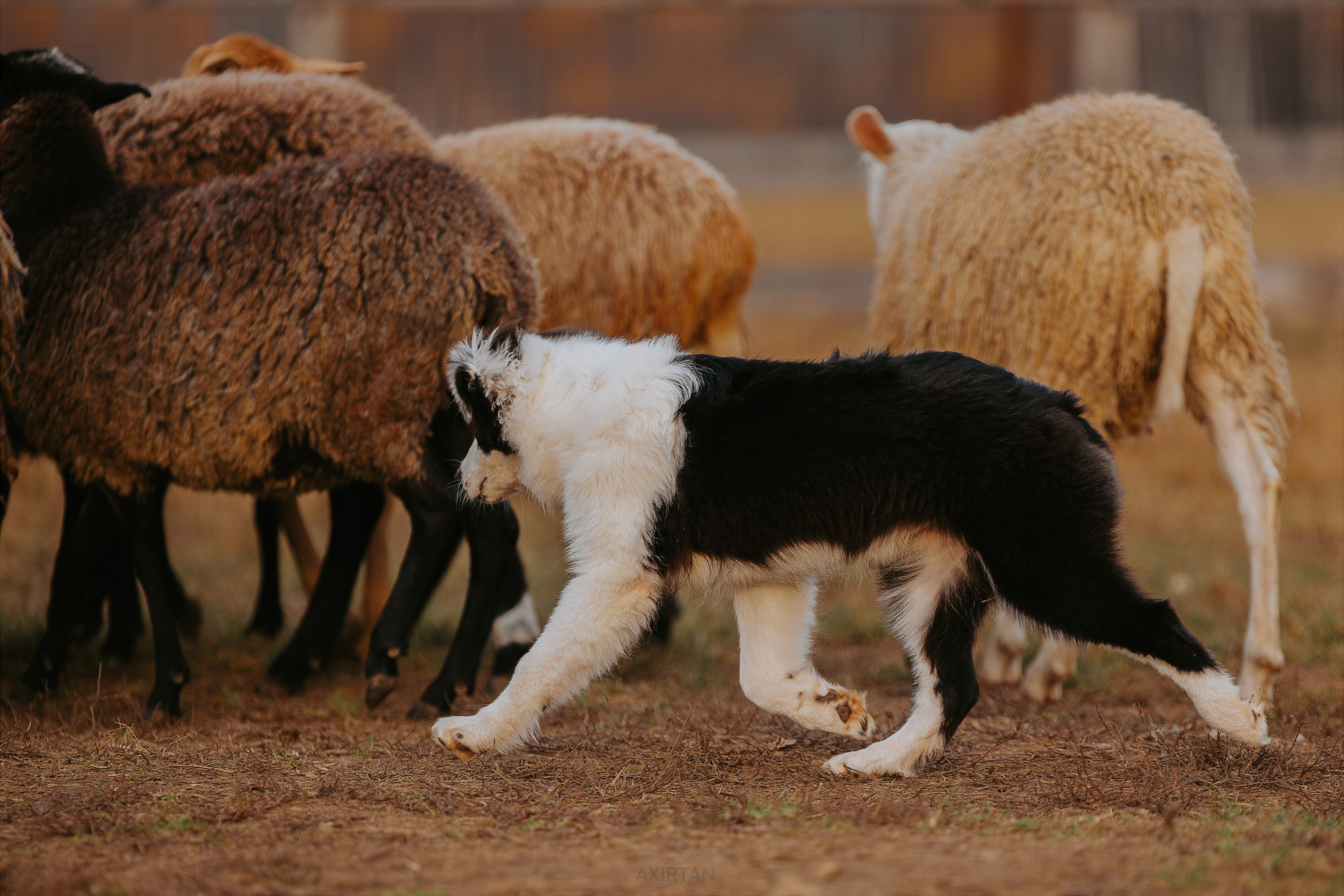 Карныш. BLGKV питомник собак
