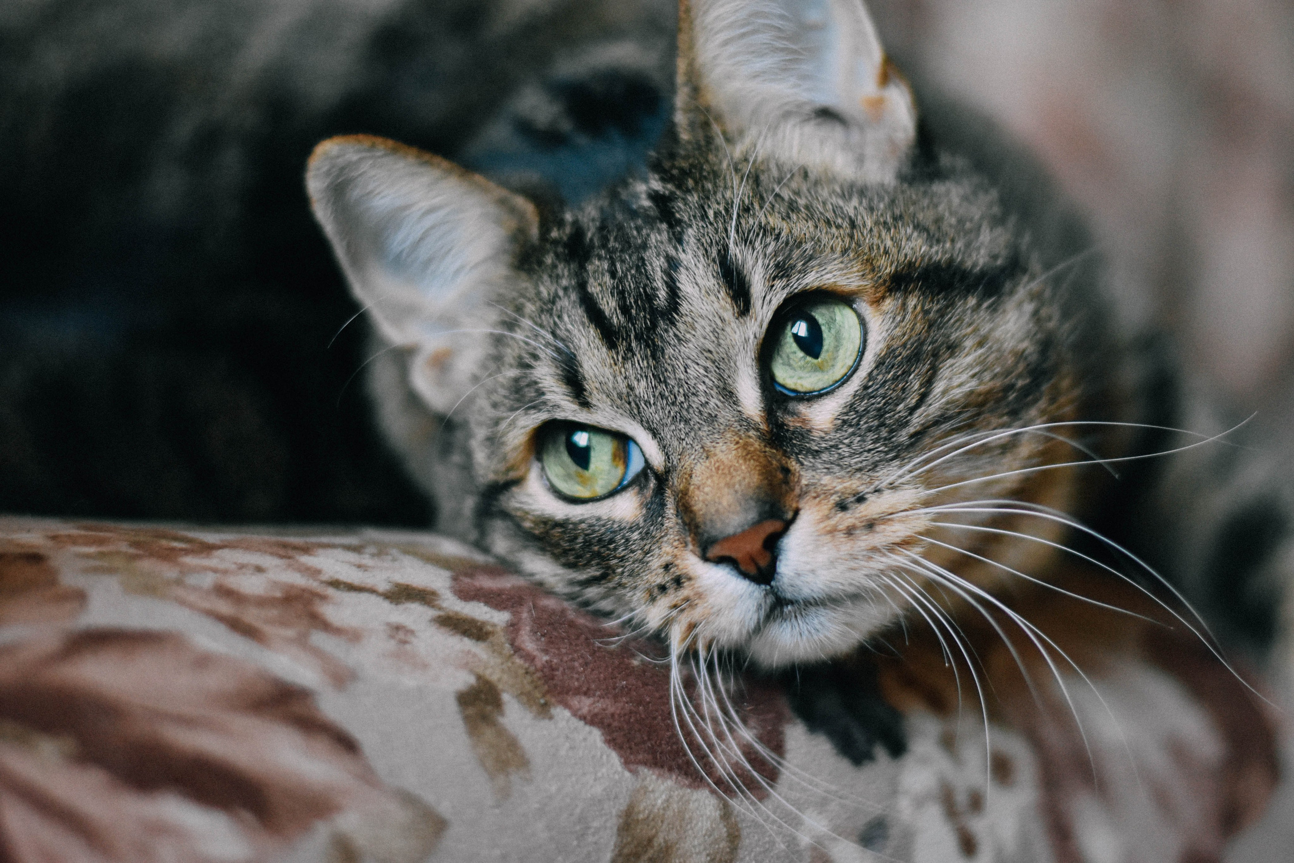 Фауна. Элька Мурзина