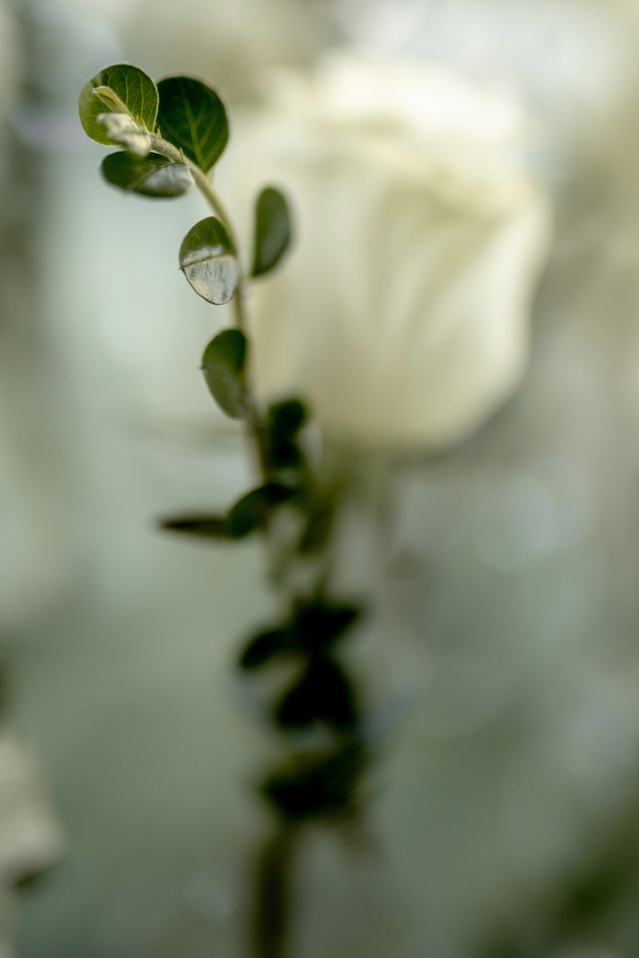 Роман и Евгения 05/10/2024. Свадебный и семейный фотограф в Севастополе и в Крыму Анастасия Корчак