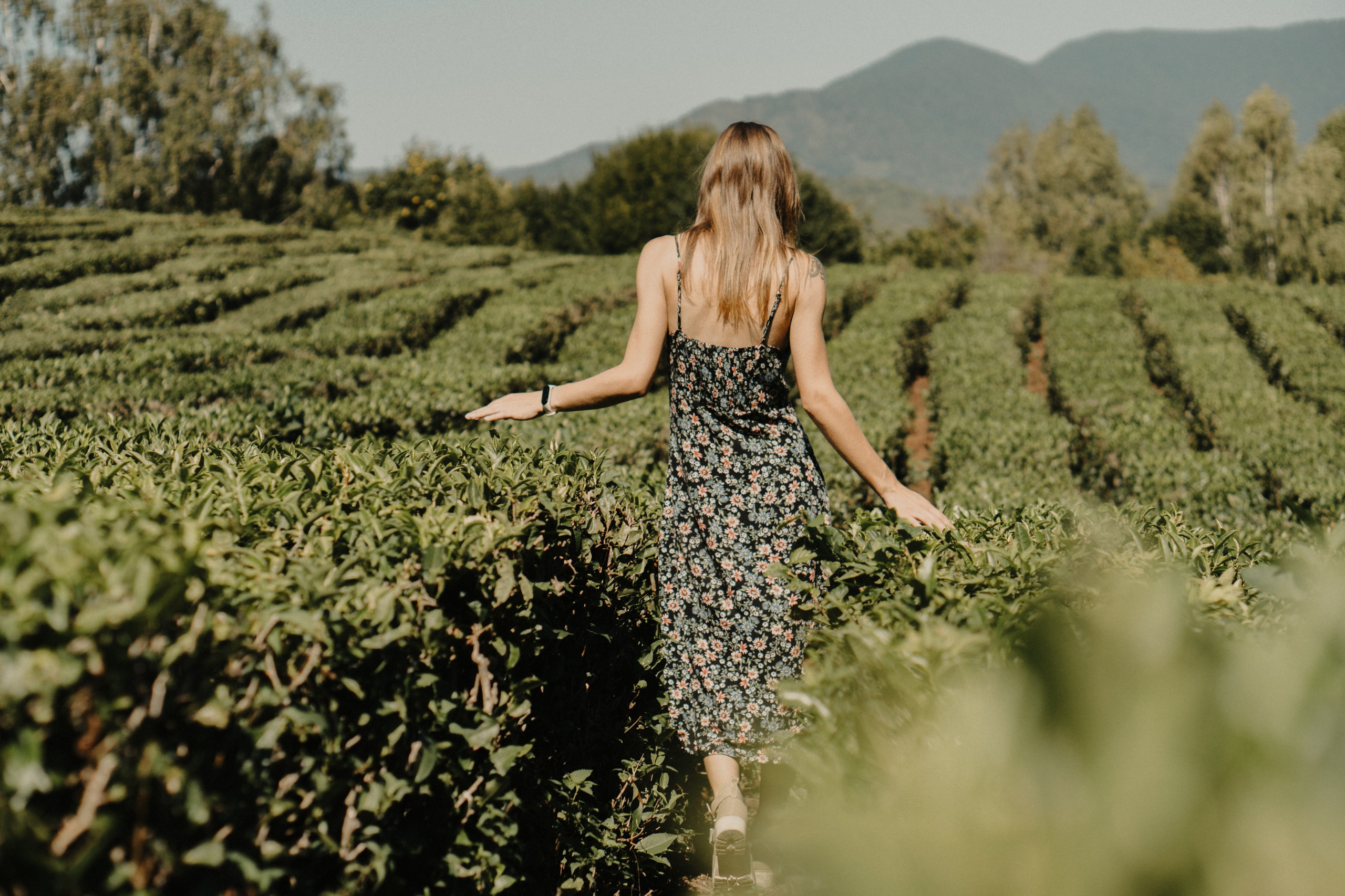 Фотоснимок на чайной плантации девушку со спины 