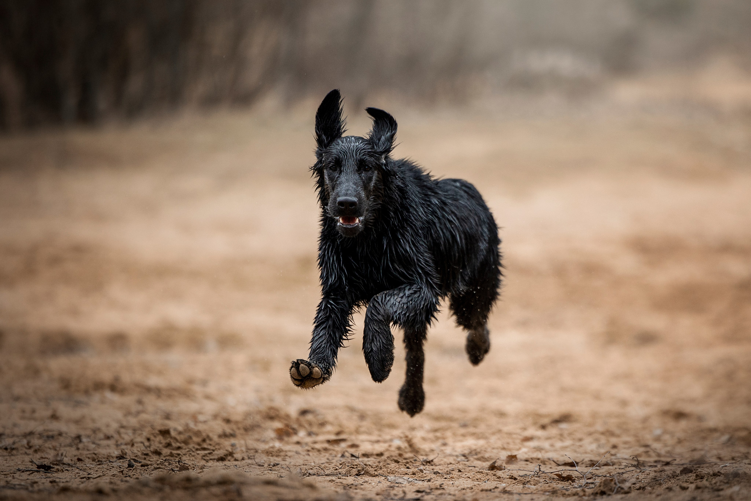 Ора, Ева, Рози и их семья. Фотограф — Анималист | Санкт-Петербург