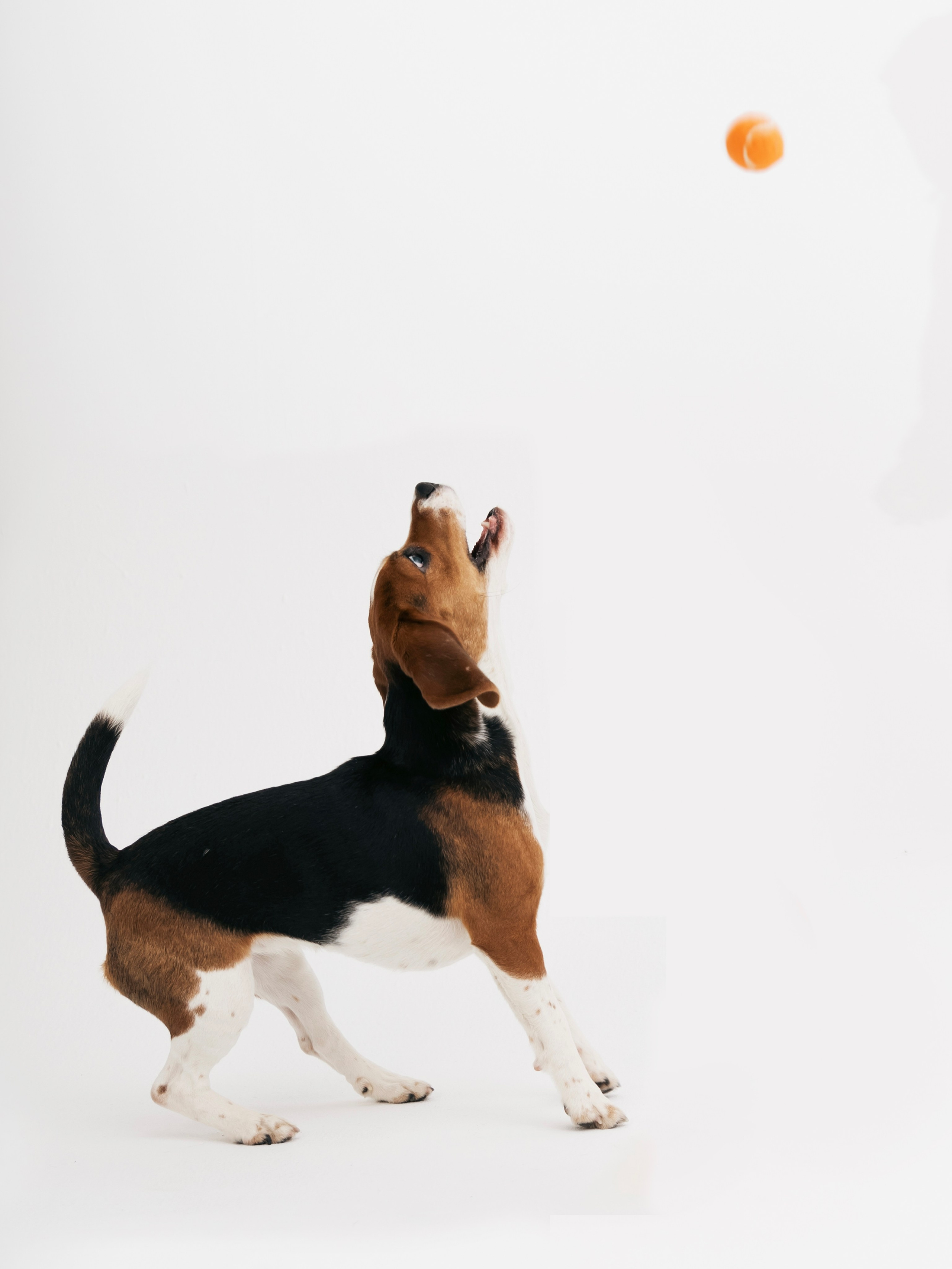 Биглемания. DRIPSTOCK MAG