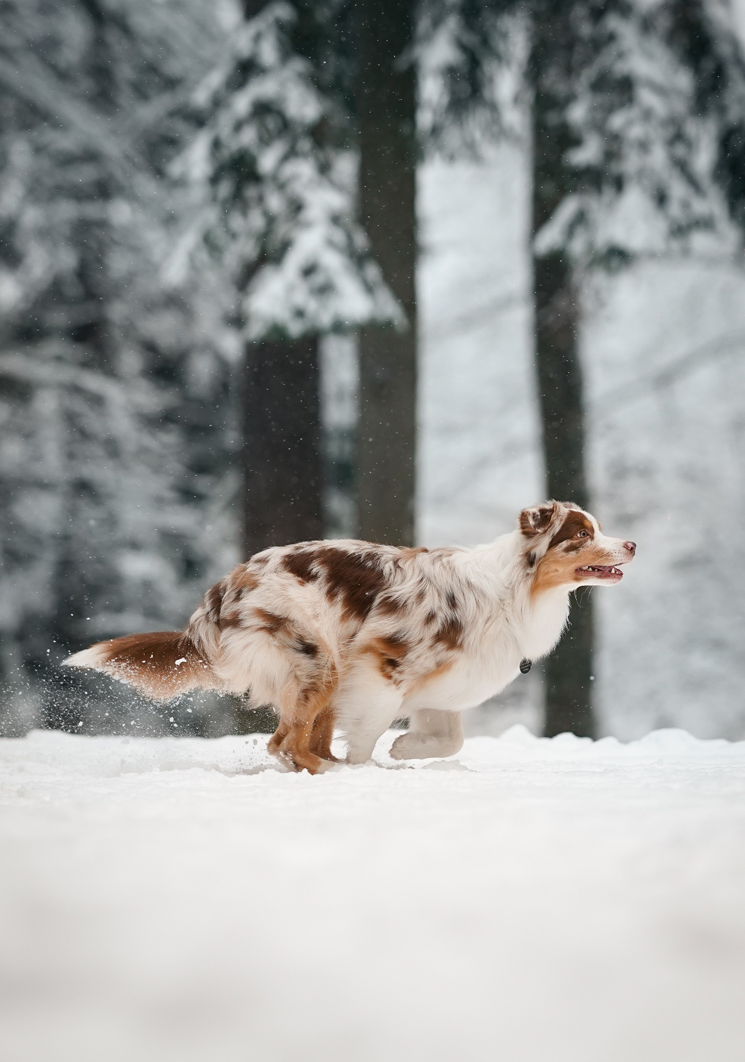 Панда. Фотограф-анималист в Санкт-Петербурге Яна Мартынова