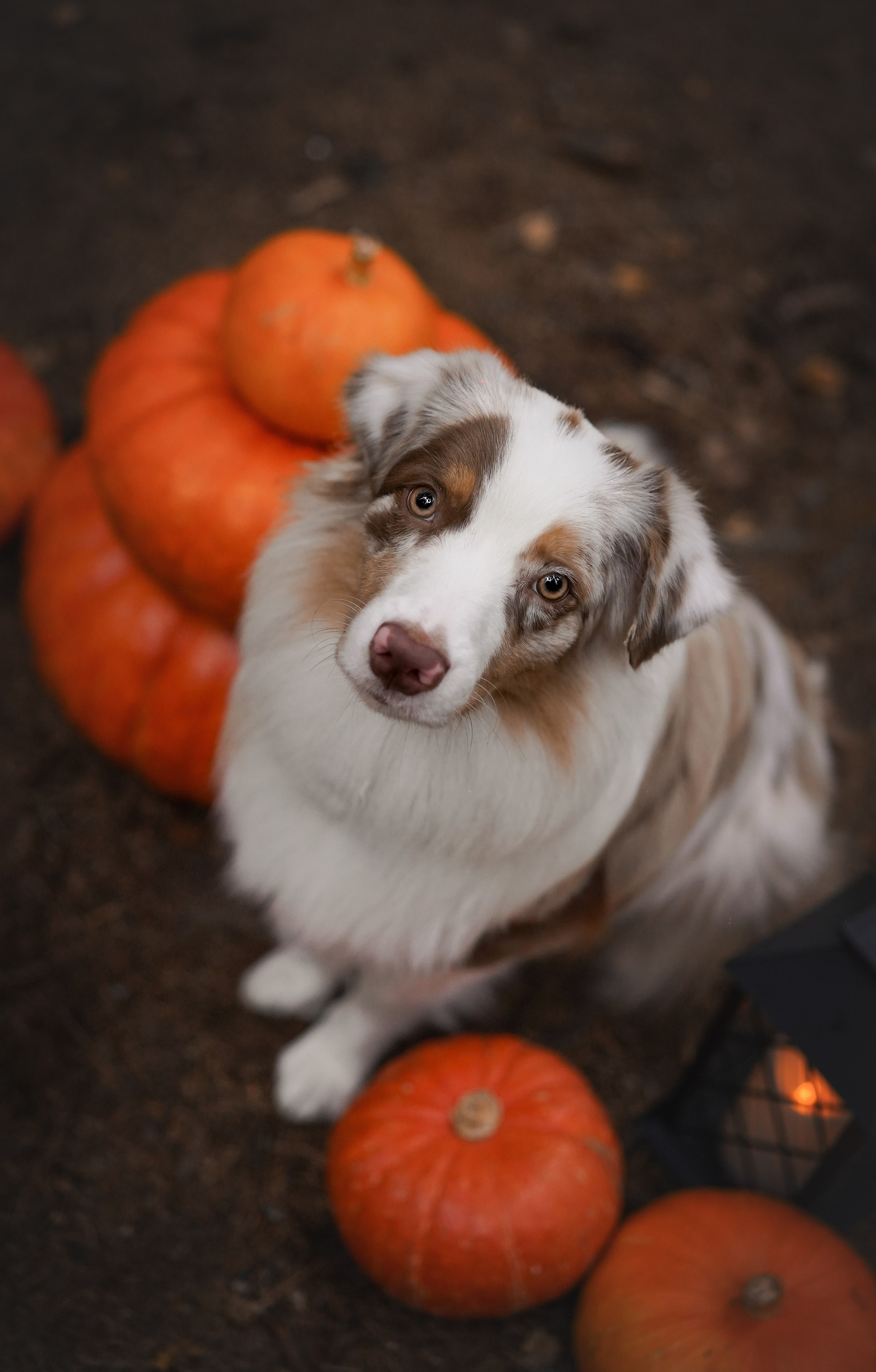 Панда тыковки. Фотограф-анималист в Санкт-Петербурге Яна Мартынова