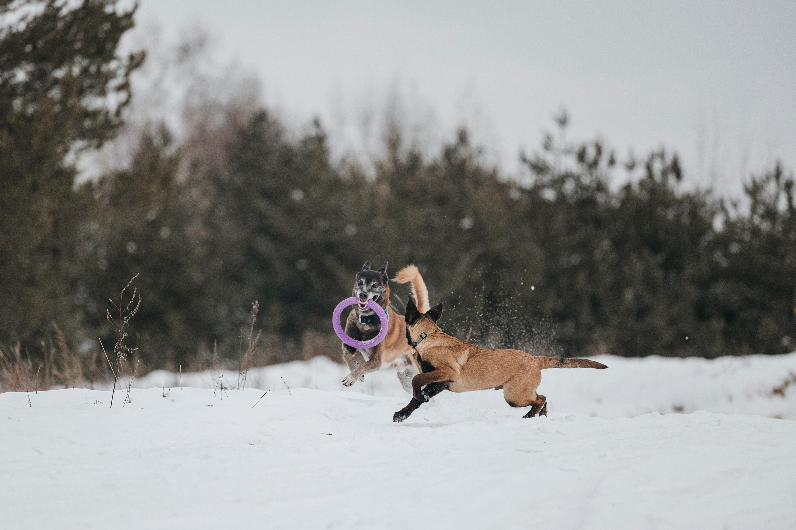 Даша, Омен, Айс и Рицу. Фотограф-анималист Анна Маринич