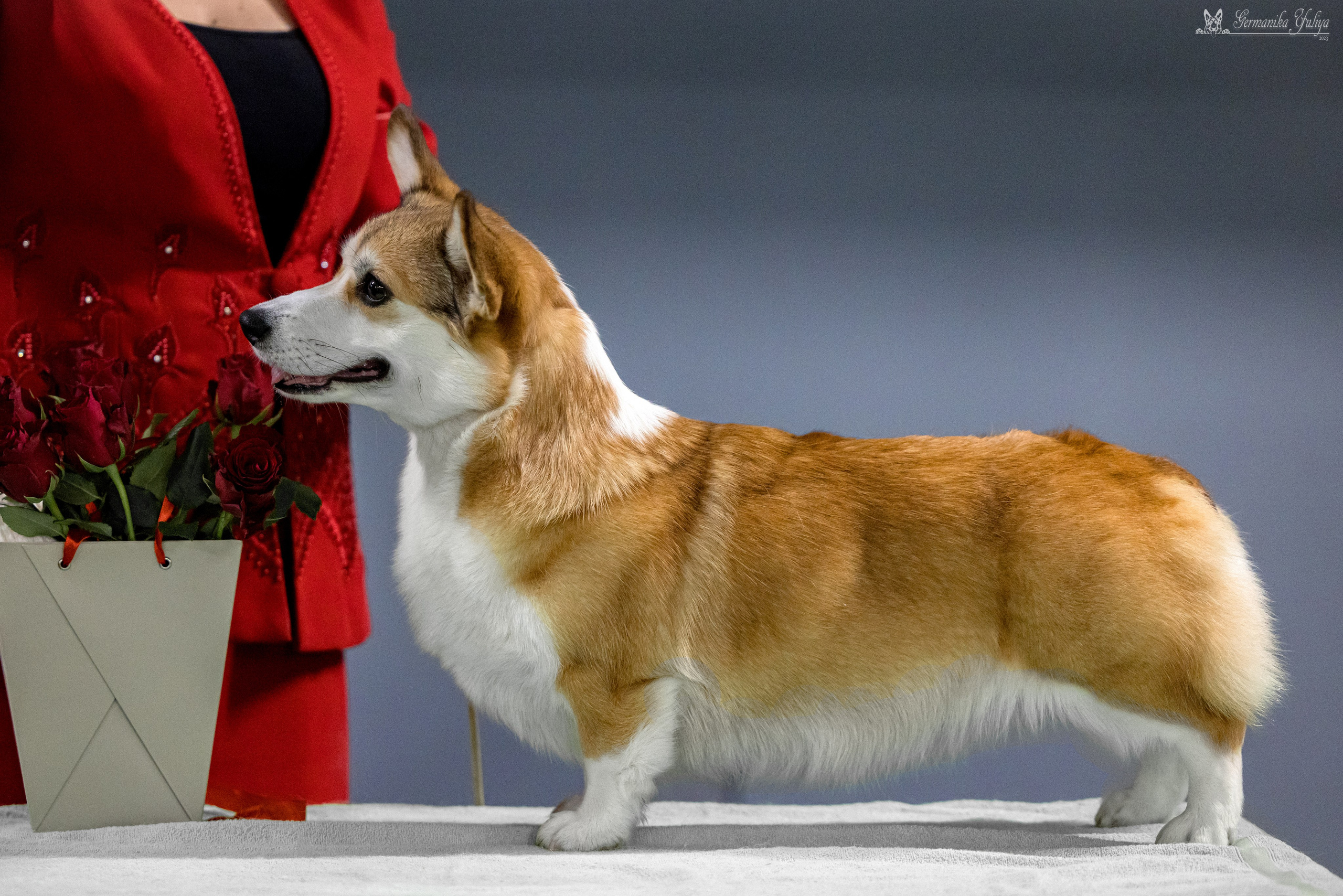 Сфера 29.10,Крокус 4.11,Сфера 12.11.2023. Фотограф-анималист Юлия Германика