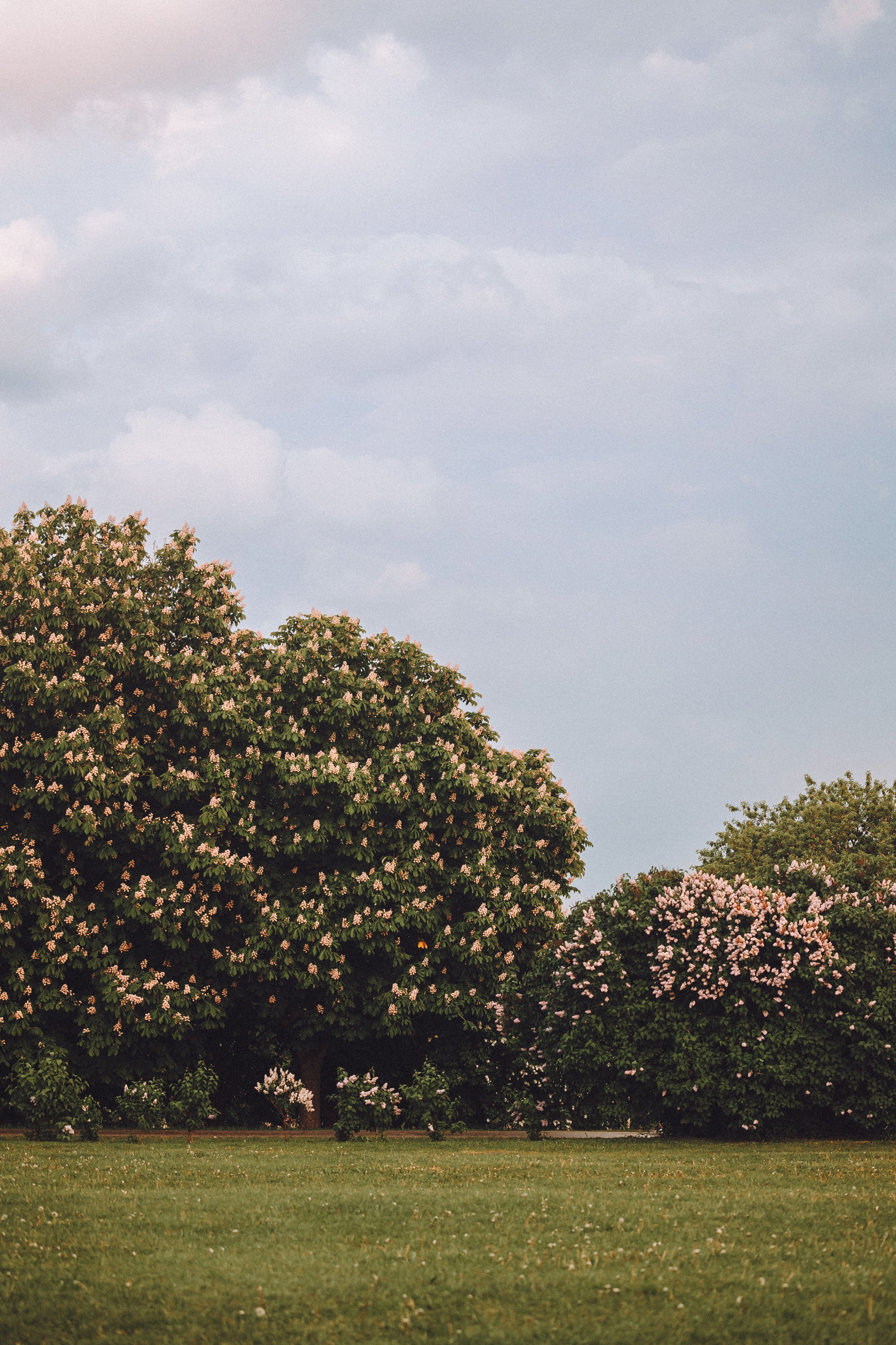 Катя, Ваня и Джеси