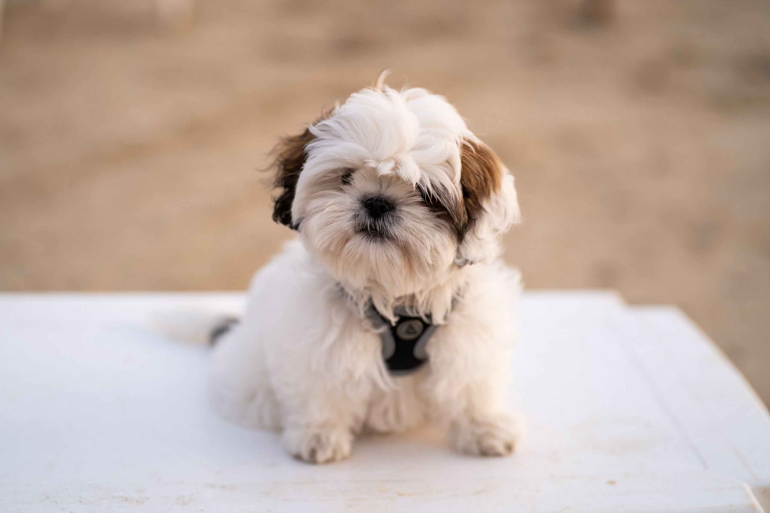 Ella. Семейный и детский фотограф в Израиле и Москве Дорошок Надя