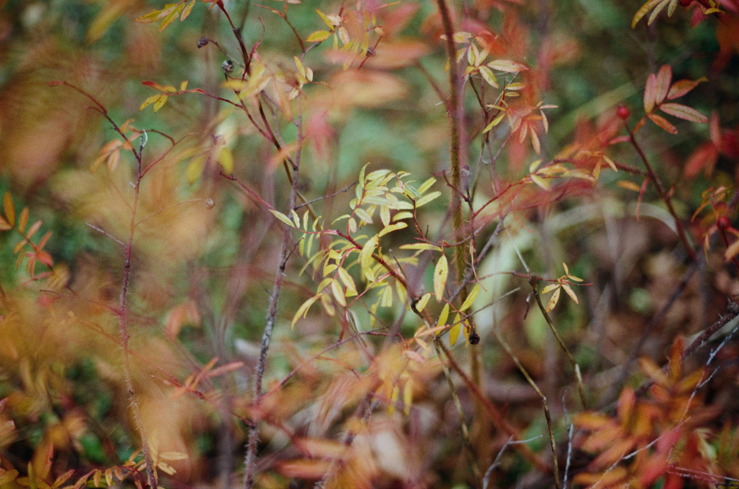 Golden brown. EVER EXPOSED