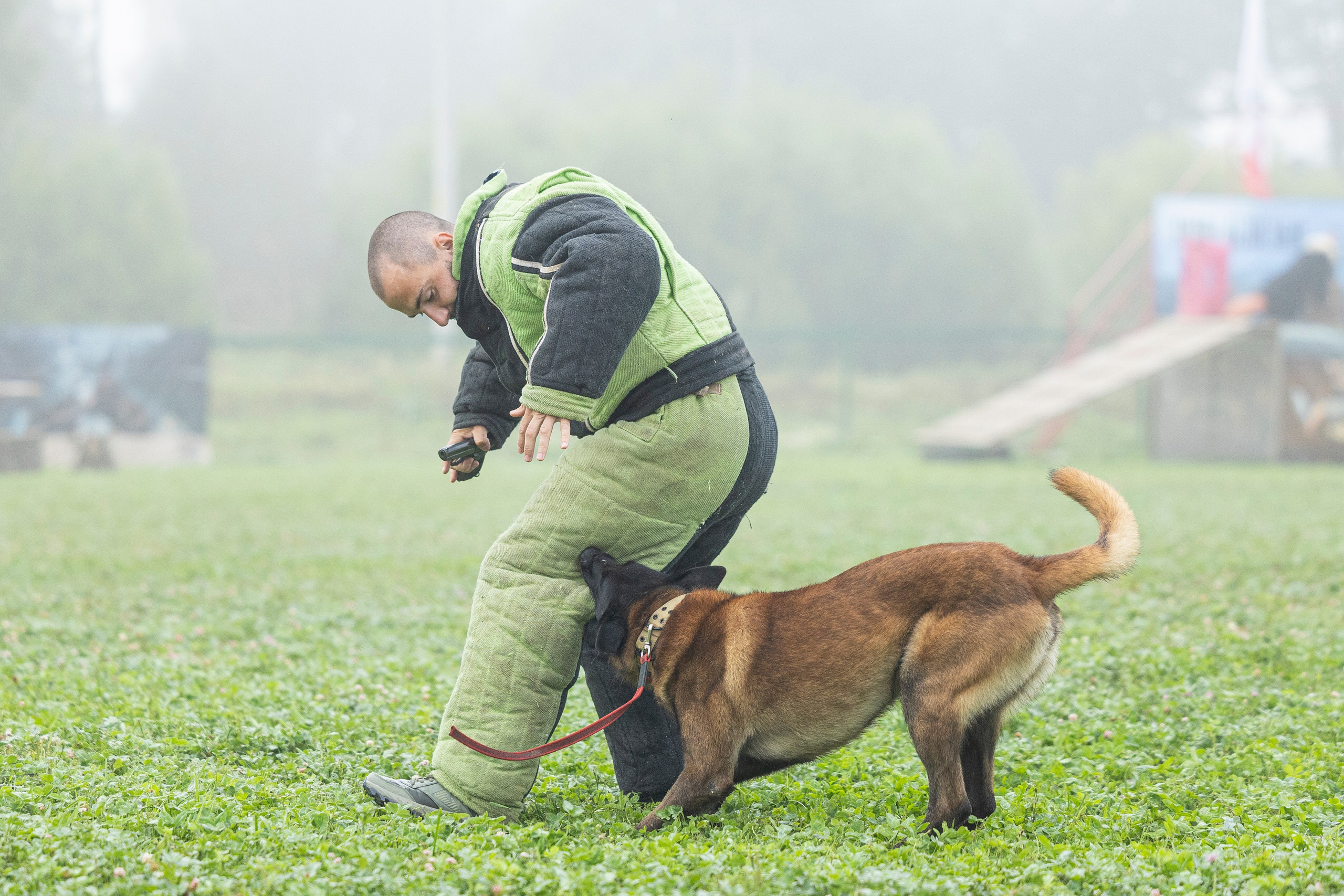 Соревнования по Мондьорингу г. Вологда 10-11.08.2024. Фотограф-анималист Анна Маринич