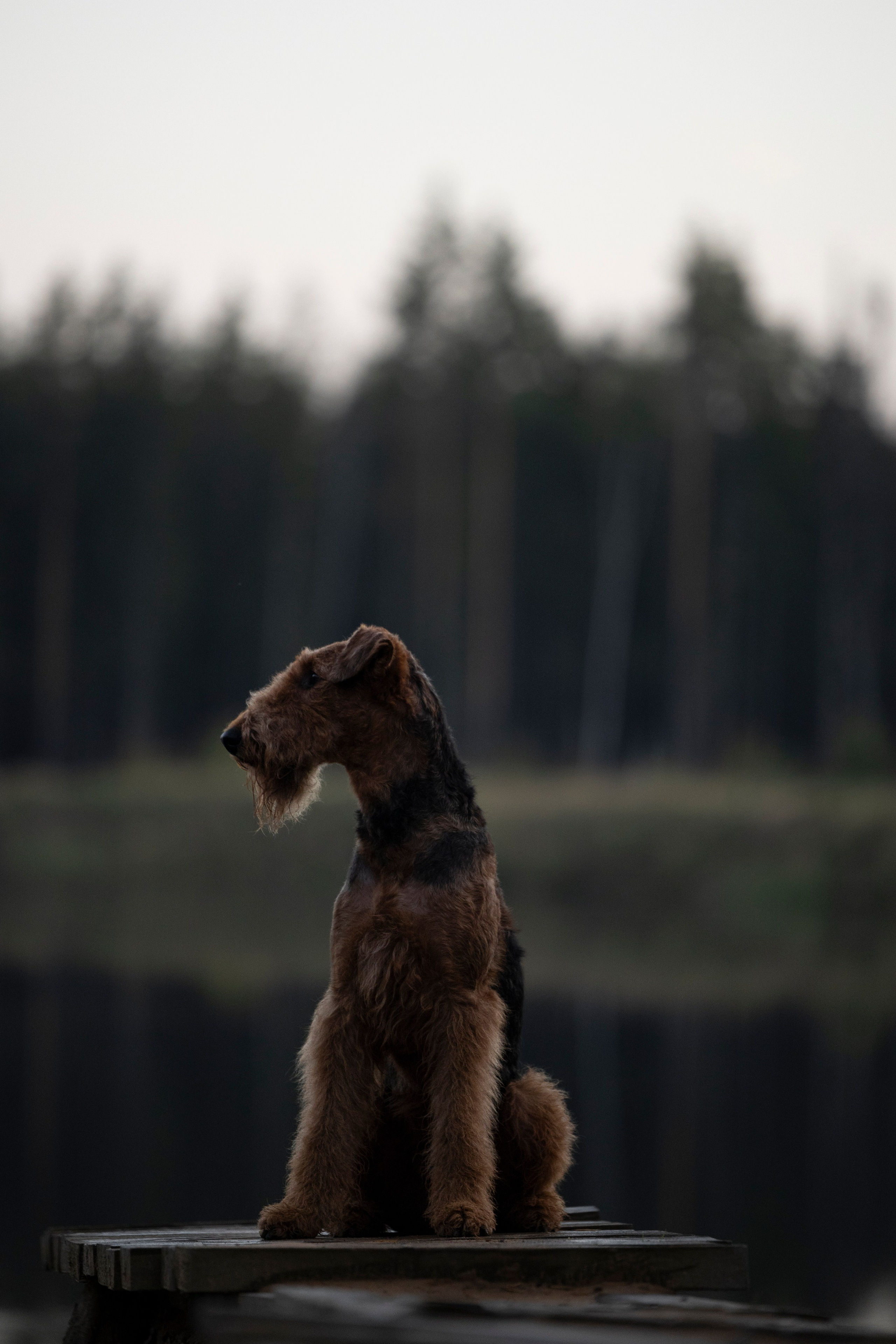 Харди. Фотограф-анималист Анна Маринич
