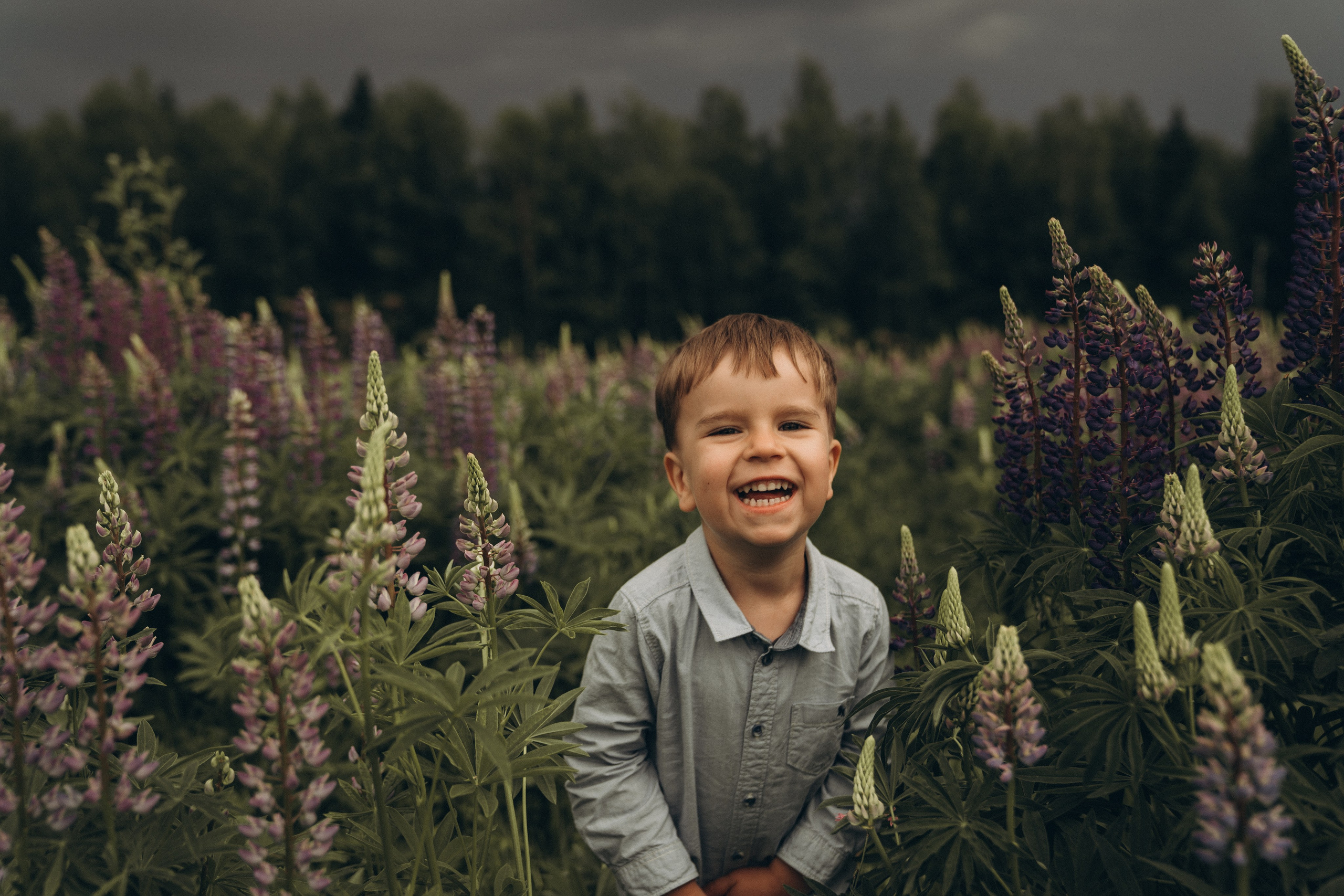 Люпиновая пора. Семейный и детский фотограф Москва Дарья Бугра