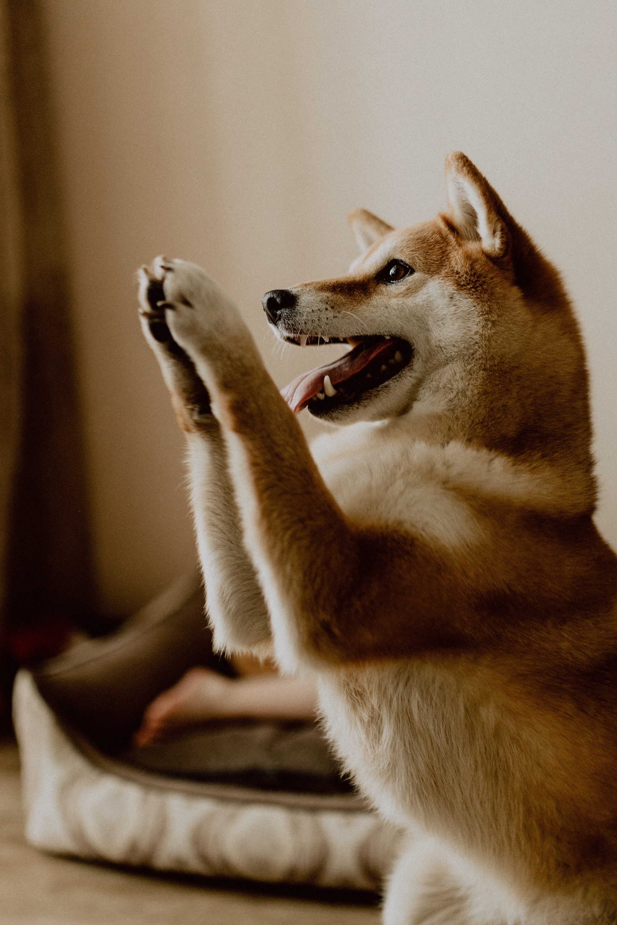 Нина с семьей. Семейный, детский фотограф, видеограф. Город Владивосток Рубцова Юлия