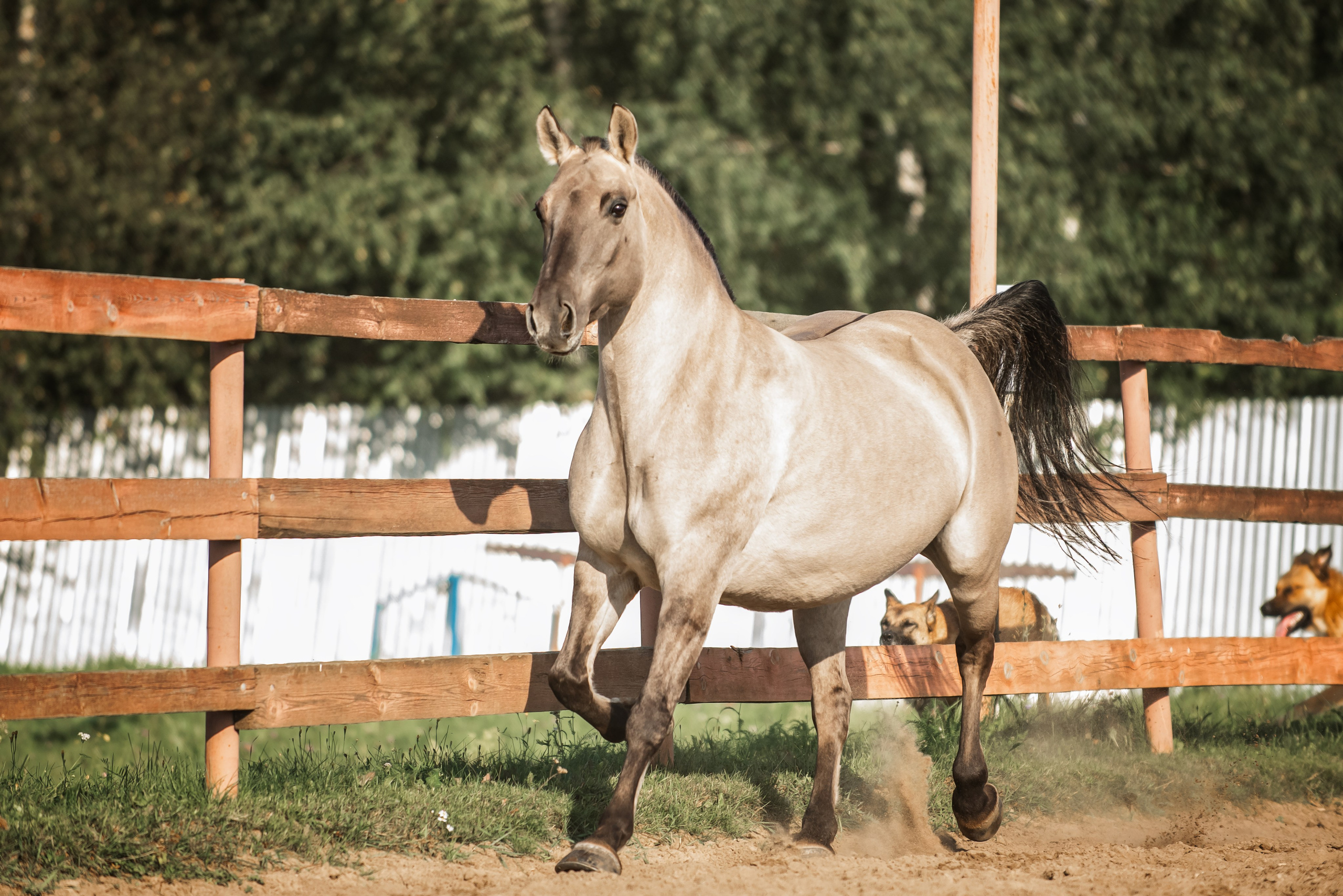 Катя SedlaMSK и Кася с Габи. Конный фотограф Куракина Дарья • Фотосессии с лошадьми