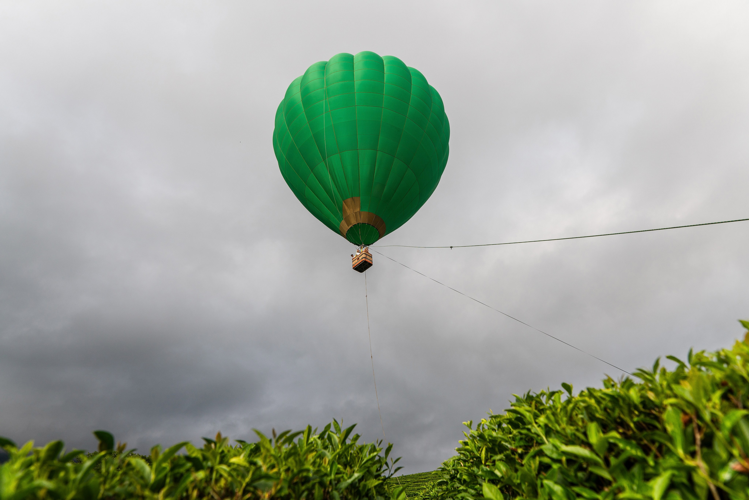 Фотограф на праздник Сочи. Фотограф Сочи
